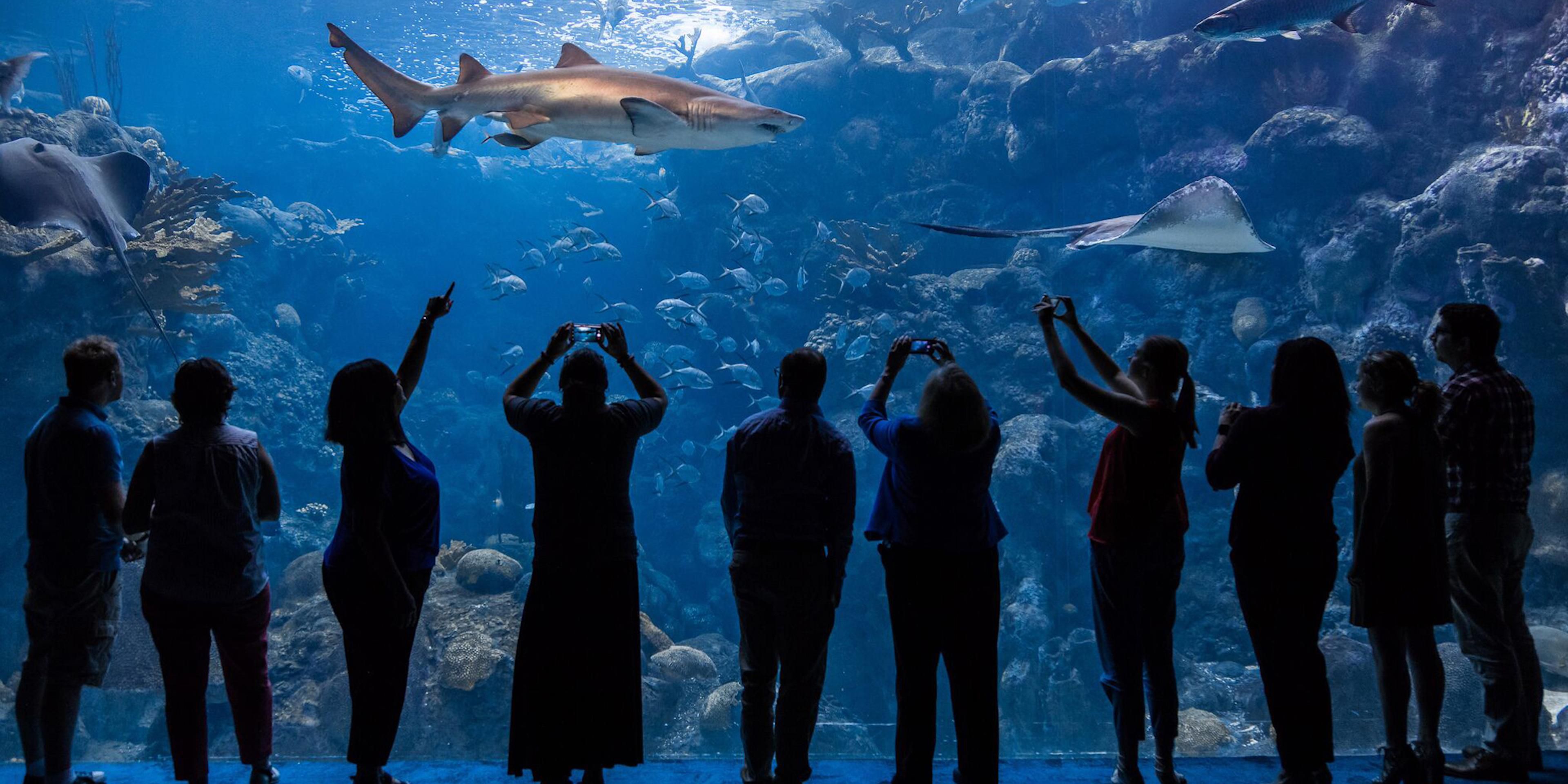 Fun is in the water at The Florida Aquarium, home to a variety of animals from dwarf seahorses to apex predators! Explore nine habitats of marine and land animals from Florida and beyond. Learn about alligators, river otters, sharks, rays, sea turtles, eels, barracudas, and more.