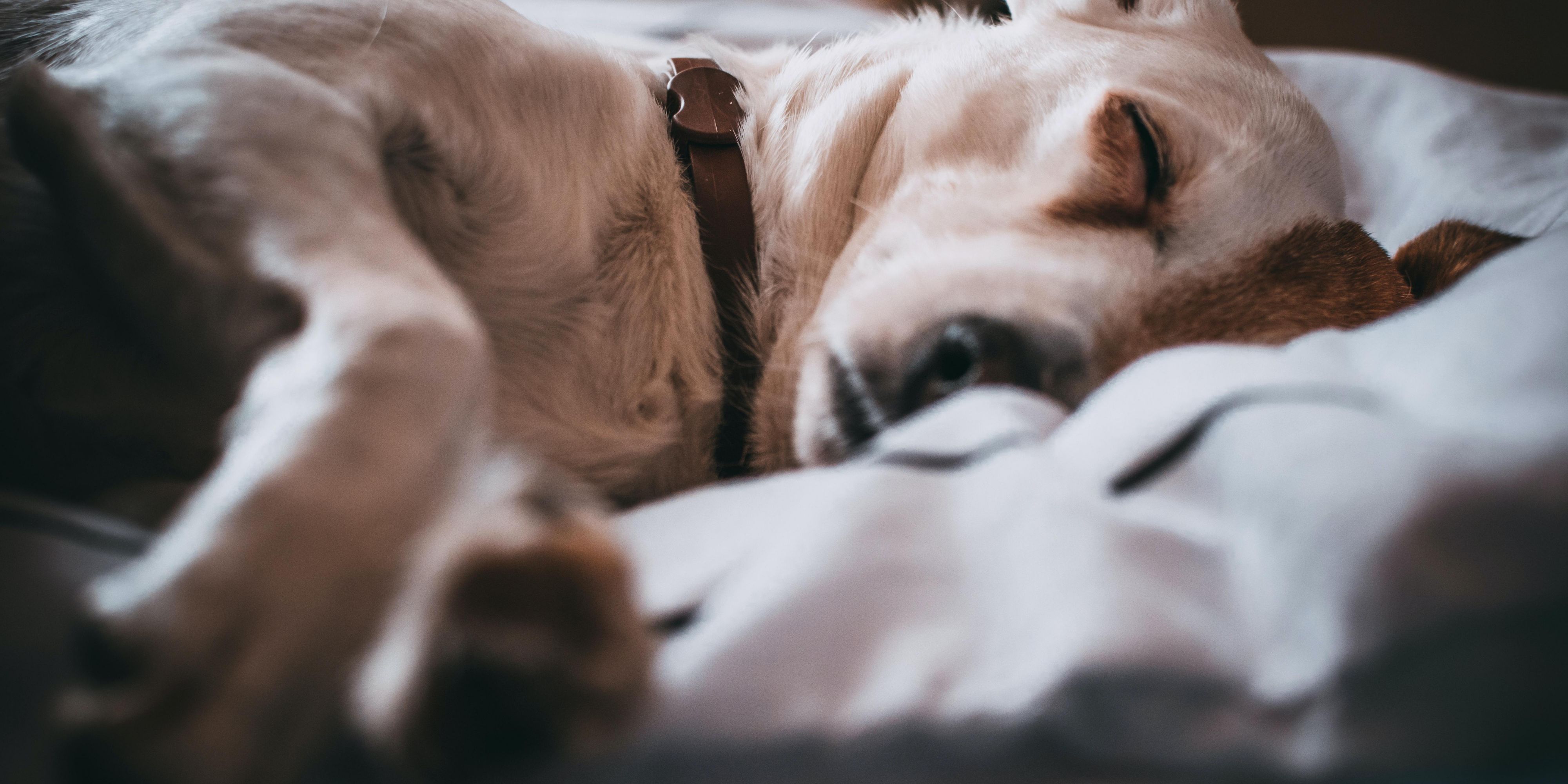We love your furry friends.   A fee of 30.00 dollars per night must be paid upon arrival. This is required for deep cleaning after check out. All pets must weigh less than 75 lbs. and be crated when left alone in the suite.  