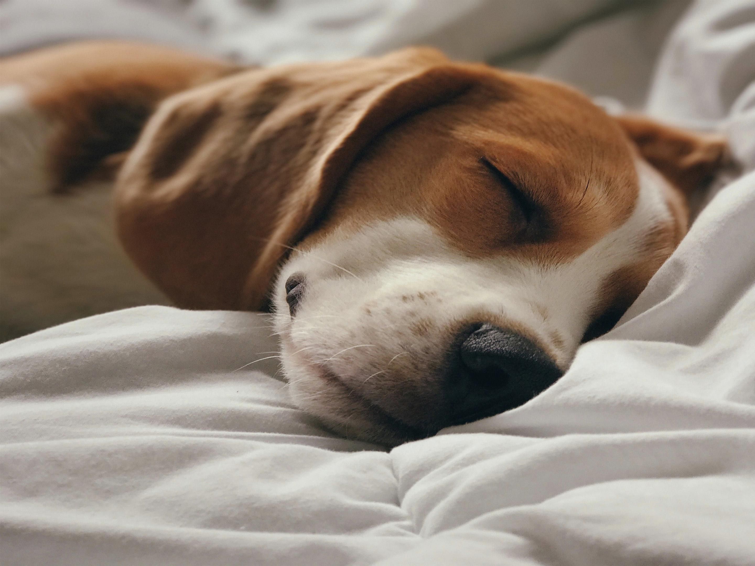 Pets are always welcome to stay at our hotel in Troy, Ohio, and there are plenty of places to explore with your furry friend. Take daily walks on the Great Miami River Recreational Trail or run around with your pup at the Hobart Urban Nature Preserve. Our pet-friendly rooms will welcome you back for rest and relaxation after a day’s adventures.