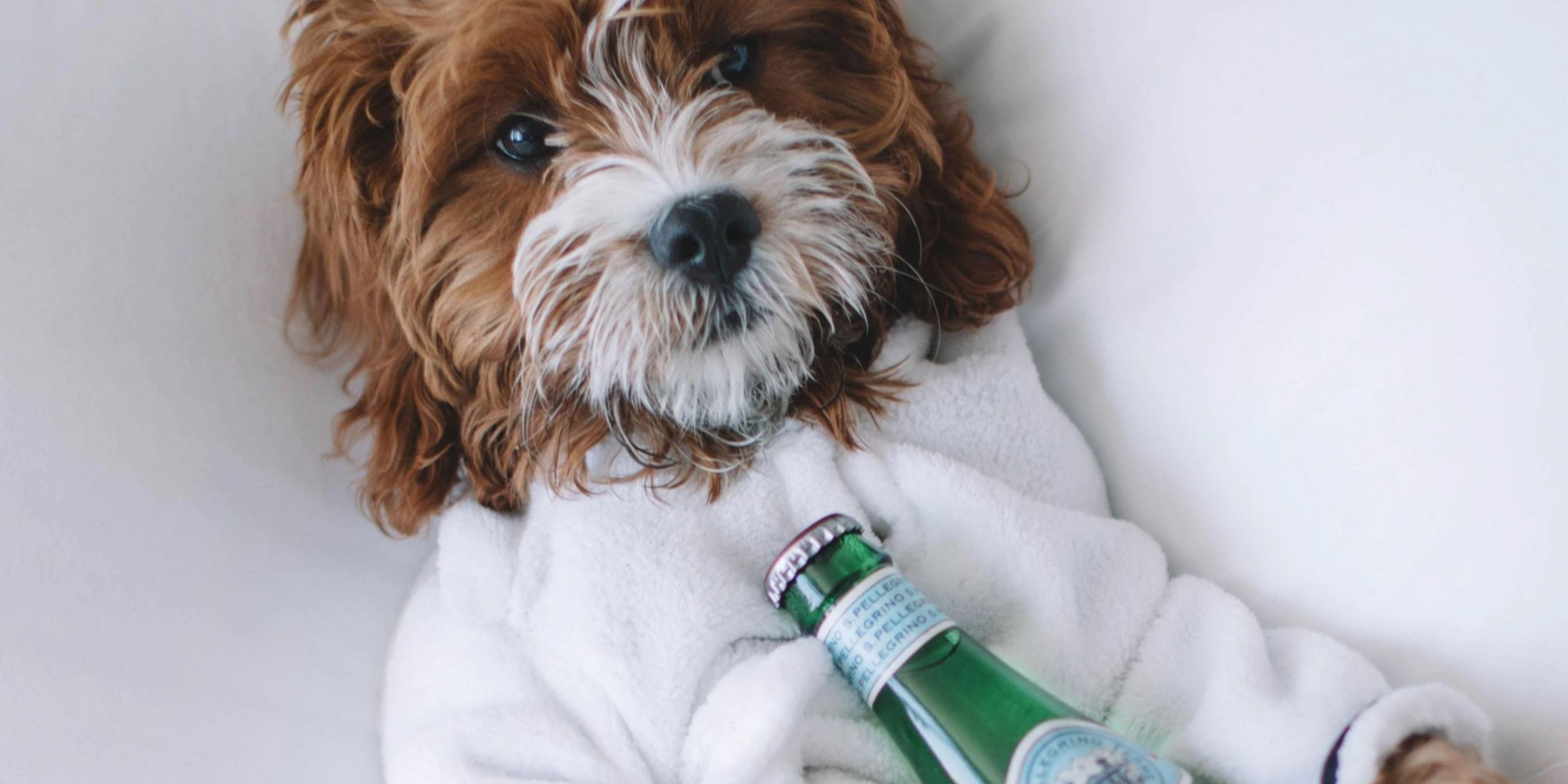 Your dog will be welcomed at check in and have convenient access to outdoor walking. 