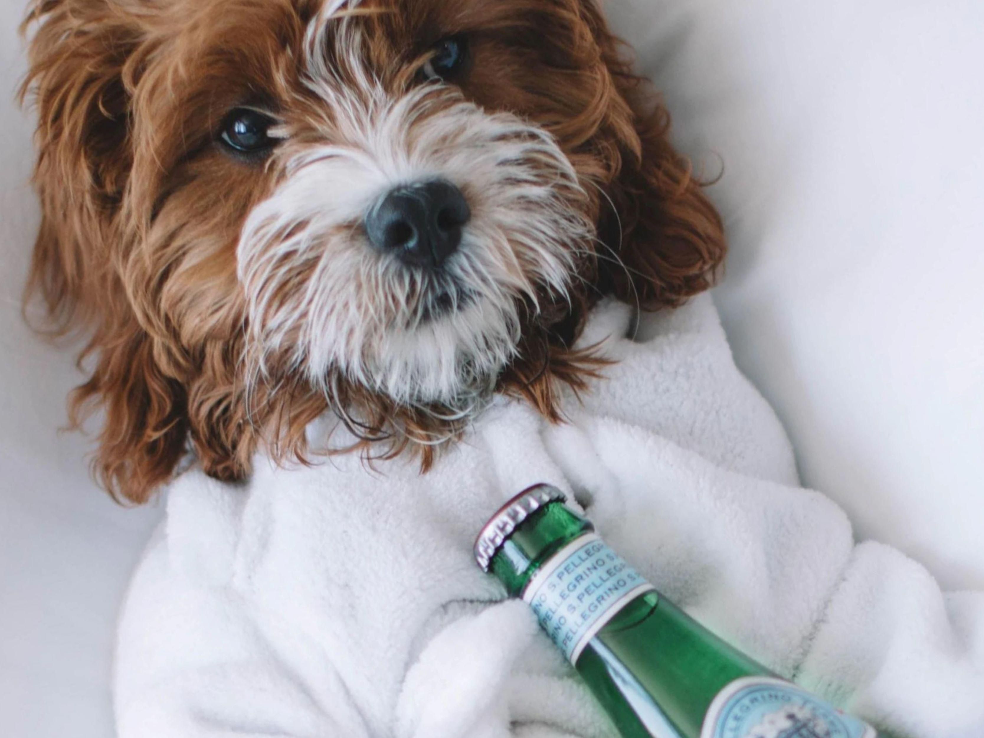 Bring the dog on your next trip!