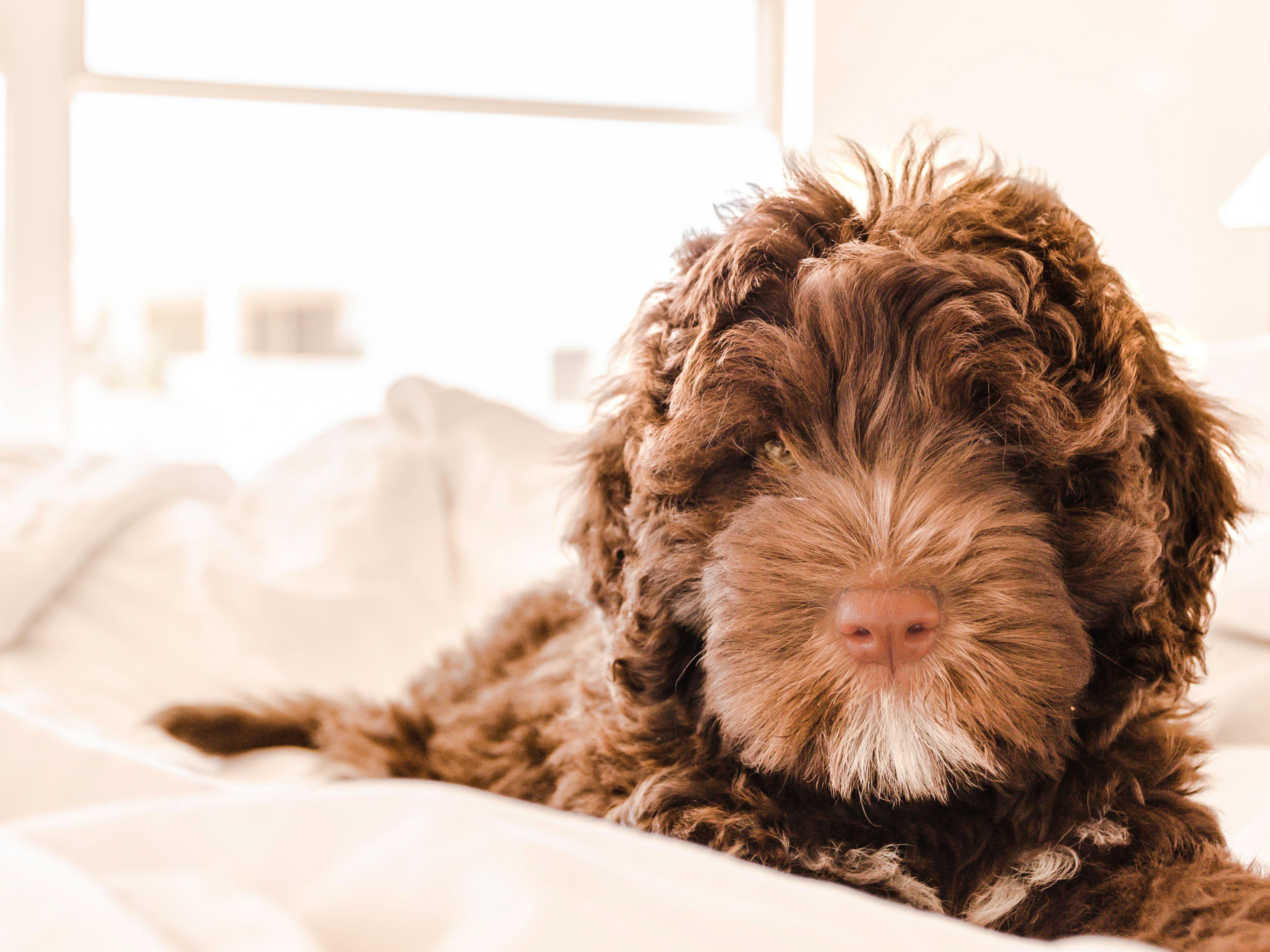 We love your Pets!