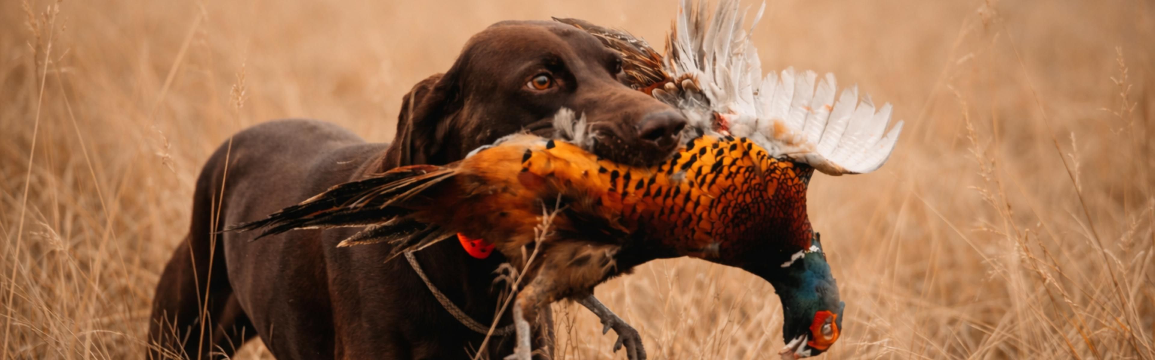 Experience the thrill of pheasant hunting here in Winner SD