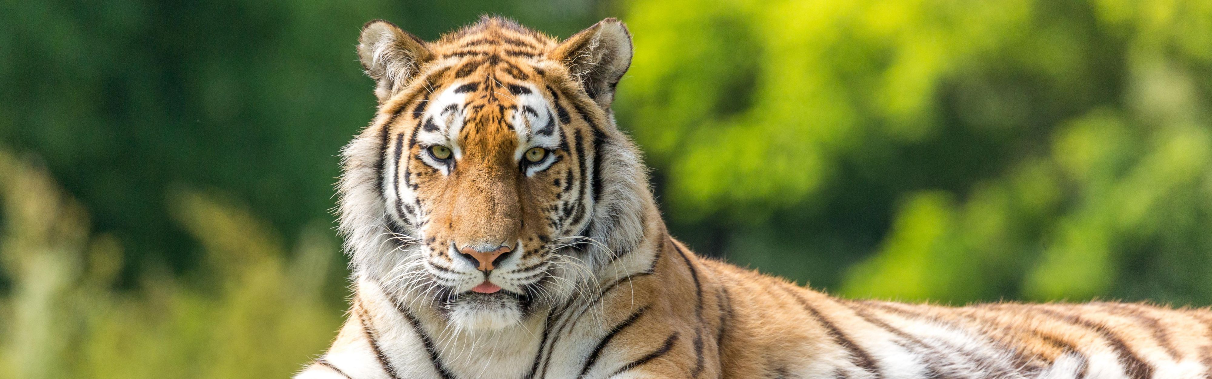 Woburn Safari Park is a 15-minute drive away 