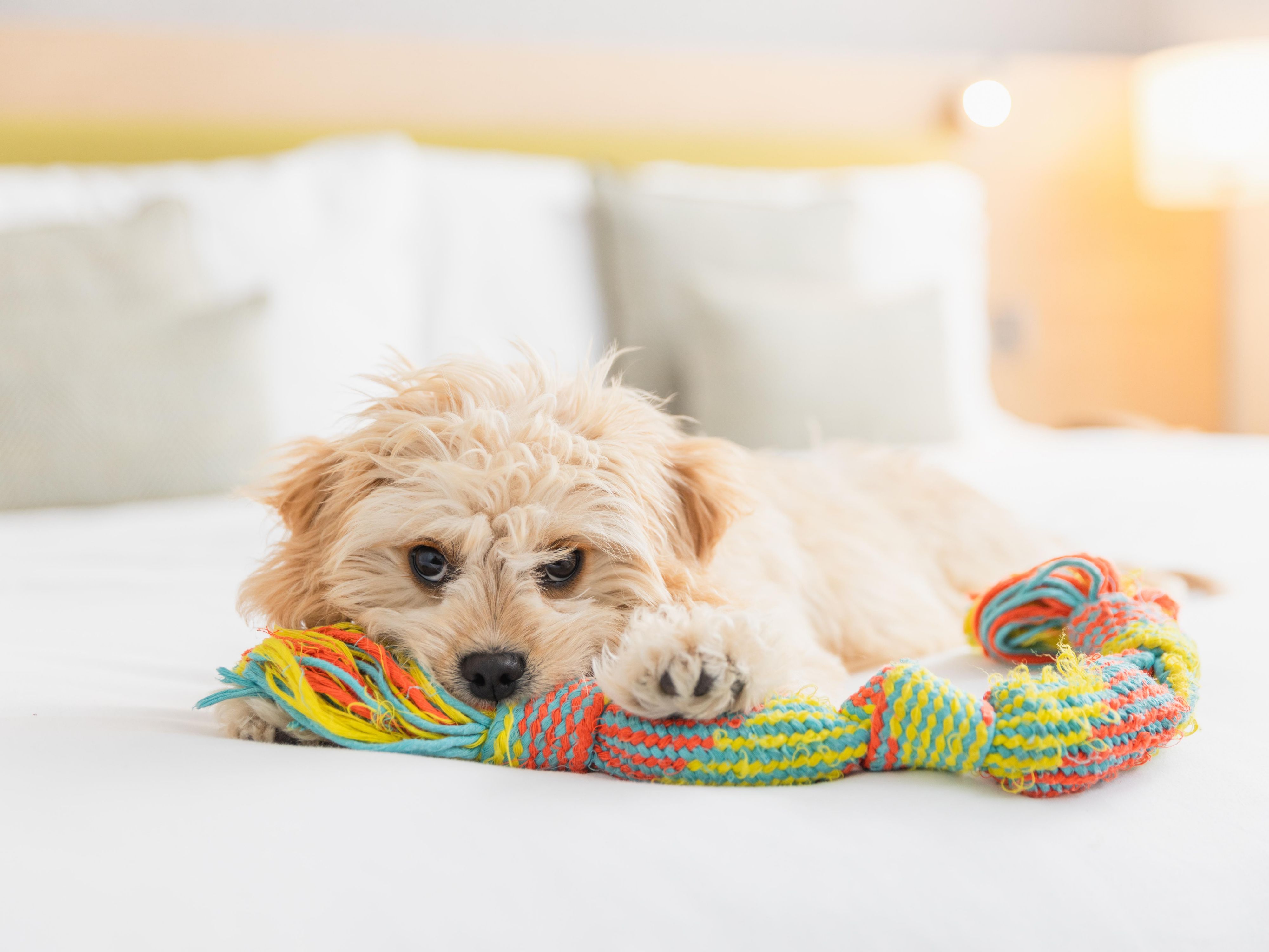 Pets are welcome at our hotel. This at an additional charge of £20.00 per night. Please contact the hotel to check for availability as we have a limited number of pet friendly rooms.