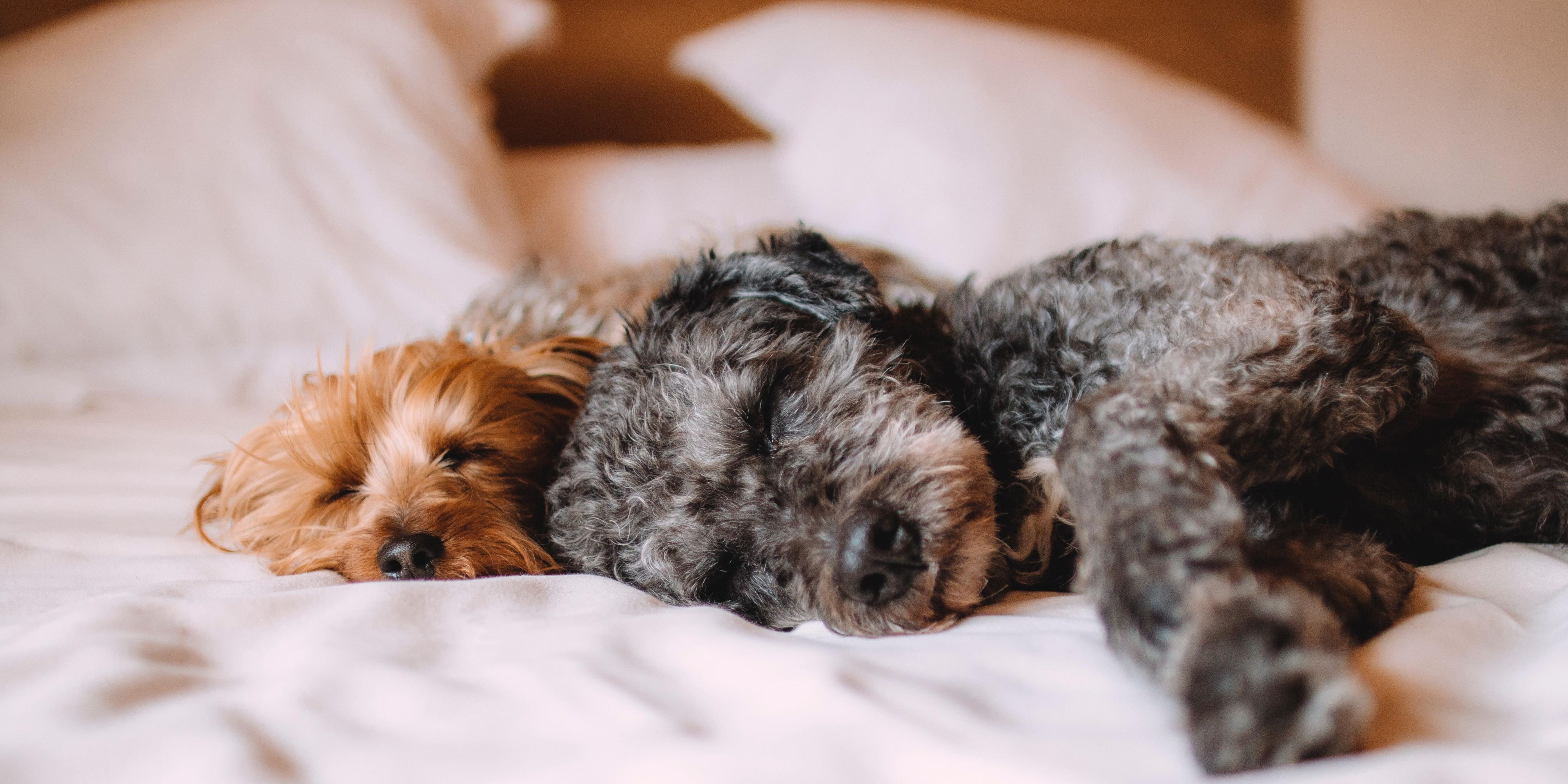 Bring the whole family to the Holiday Inn Express Bothell! Our pet deposit is $25. We also have a two pet maximum with a weight limit of 25 lbs. Please contact us with any other questions! 