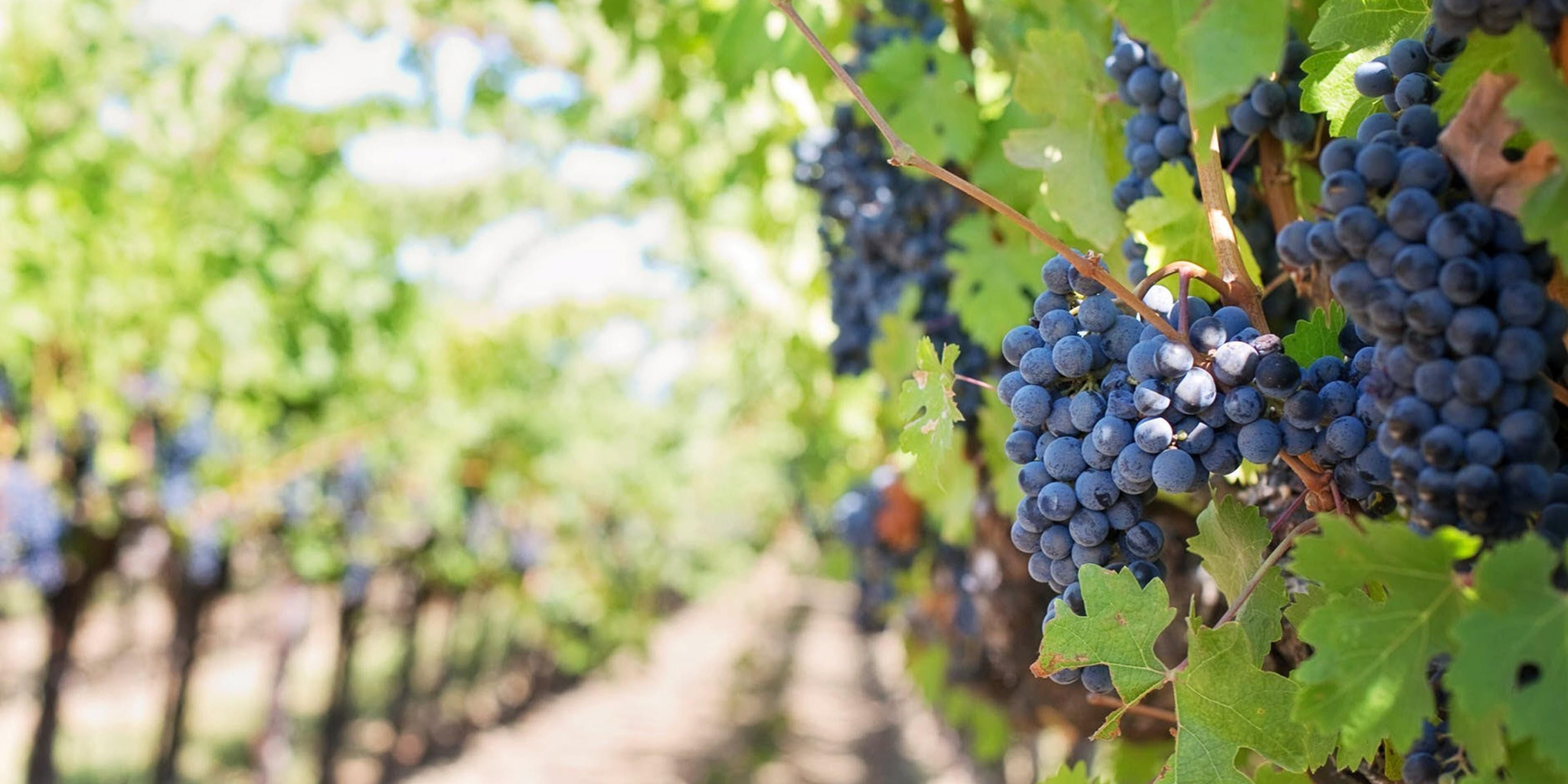 Our hotel is located seven and a half miles from Woodinville Wine Country! With over 130 wineries from across the state, Woodinville is the beating heart of Washington wine. 

Come check out and scene and pick up a few of your favorite Washington wines! 