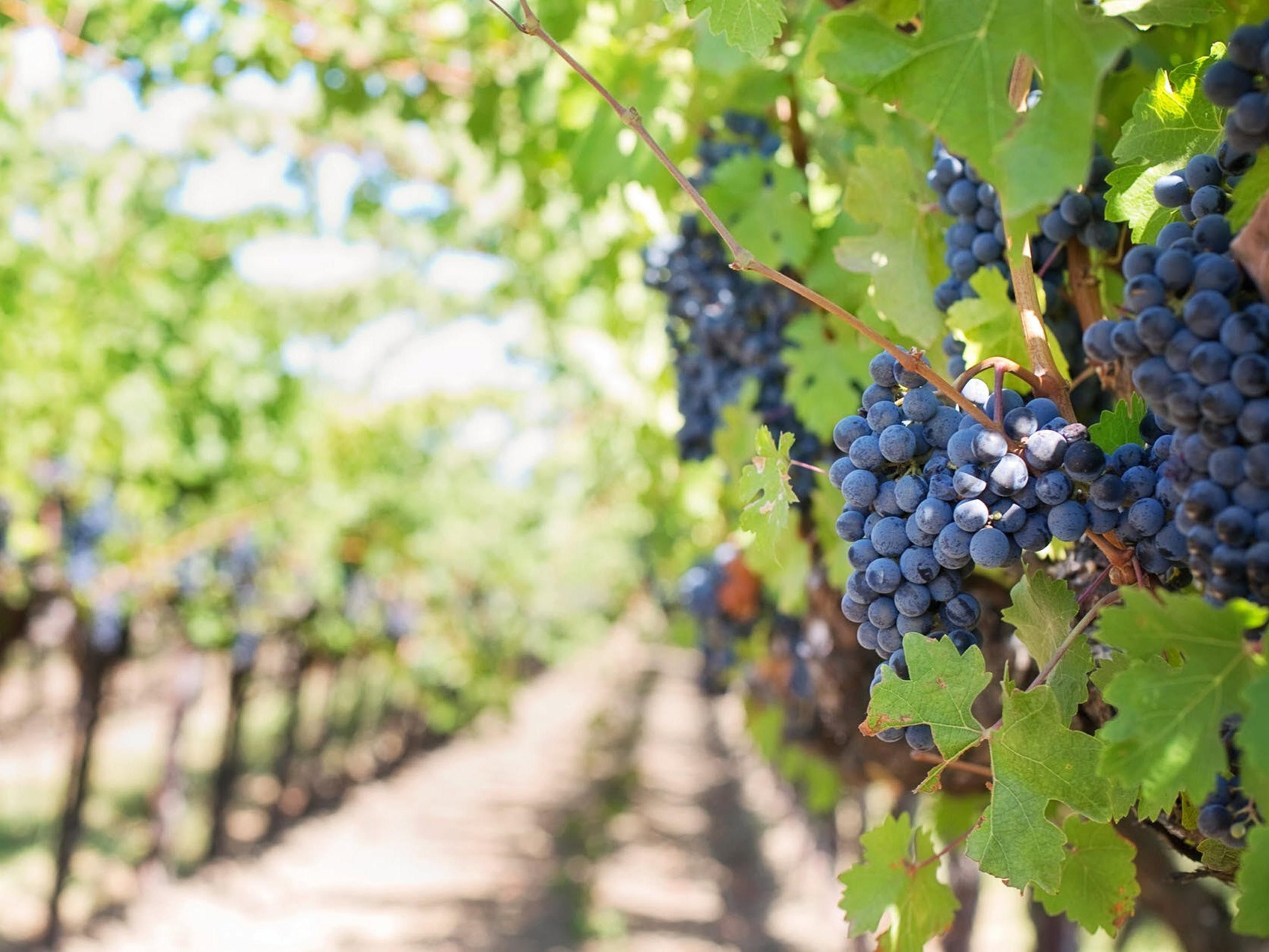 Discover the heart of Washington wine country and beyond. Just minutes from Columbia Winery, Chateau St. Michelle, and Downtown Woodinville, our location offers the best of local wineries, breweries, and more. With easy access to the Canyon Park Metro Station, exploring the area is effortless.