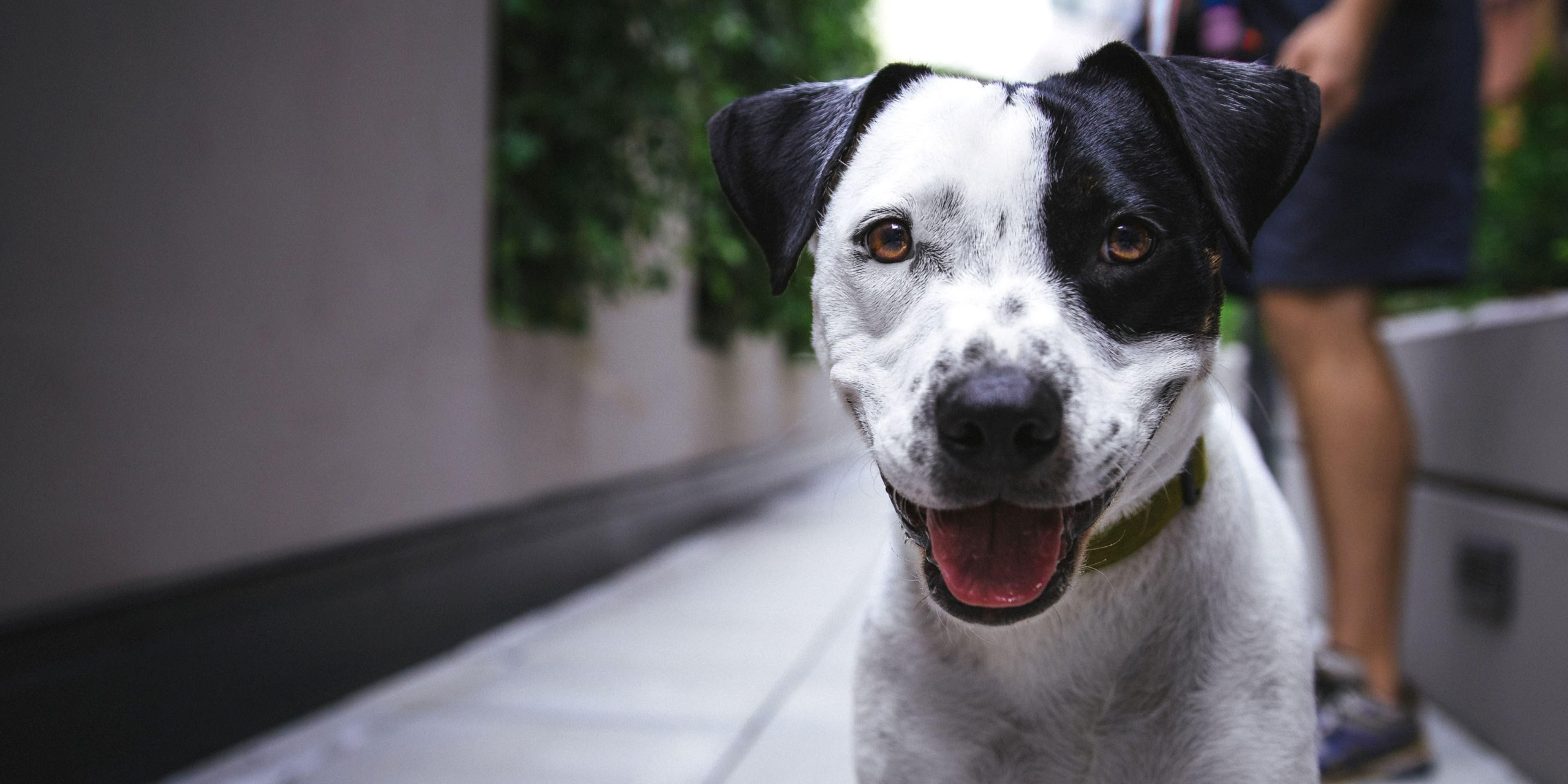 Bring your pet with you when staying at the Holiday Inn Express in Bowling Green, KY. Pets up to 80 pounds welcome. A 50 dollar non-refundable pet fee applies.