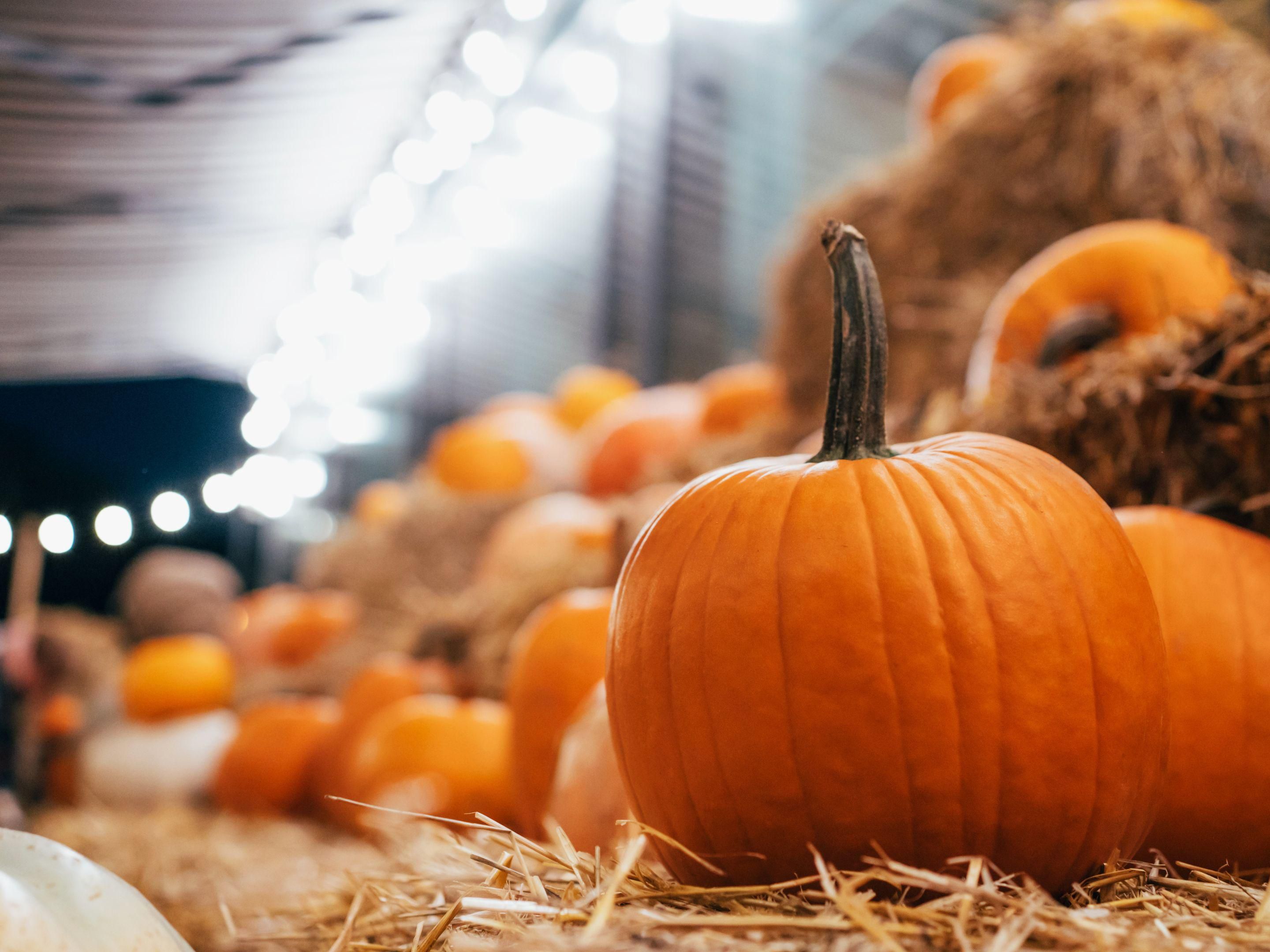 Celebrate Halloween near Holiday Inn Express Burton Upon Trent! Enjoy the growing thrills of Screamfest at the National Adventure Farm or take a short drive to Alton Towers’ massive Scarefest for epic frights. Both events offer unforgettable spooky fun, making your stay a perfect Halloween escape!