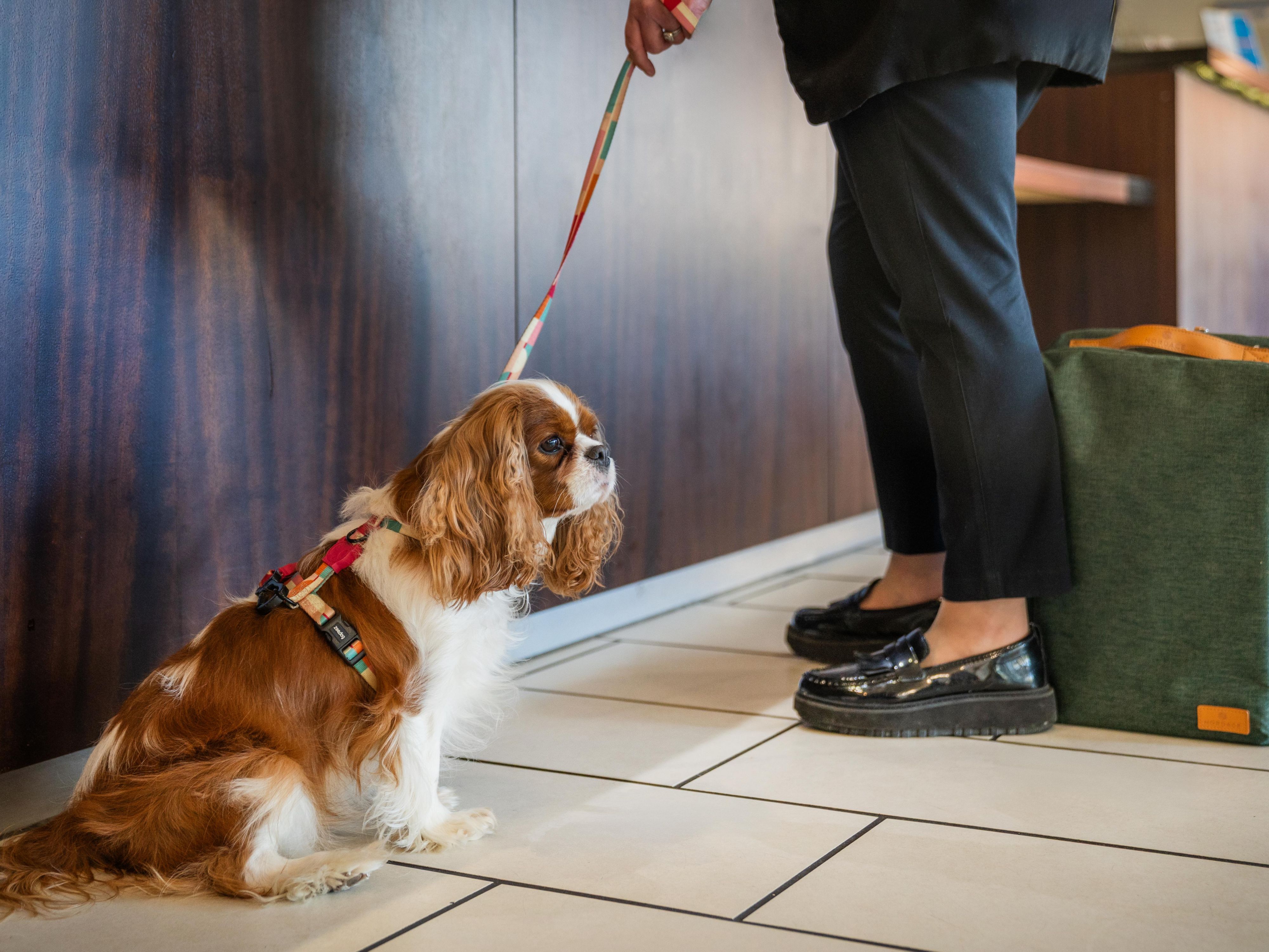 Check in with your pet