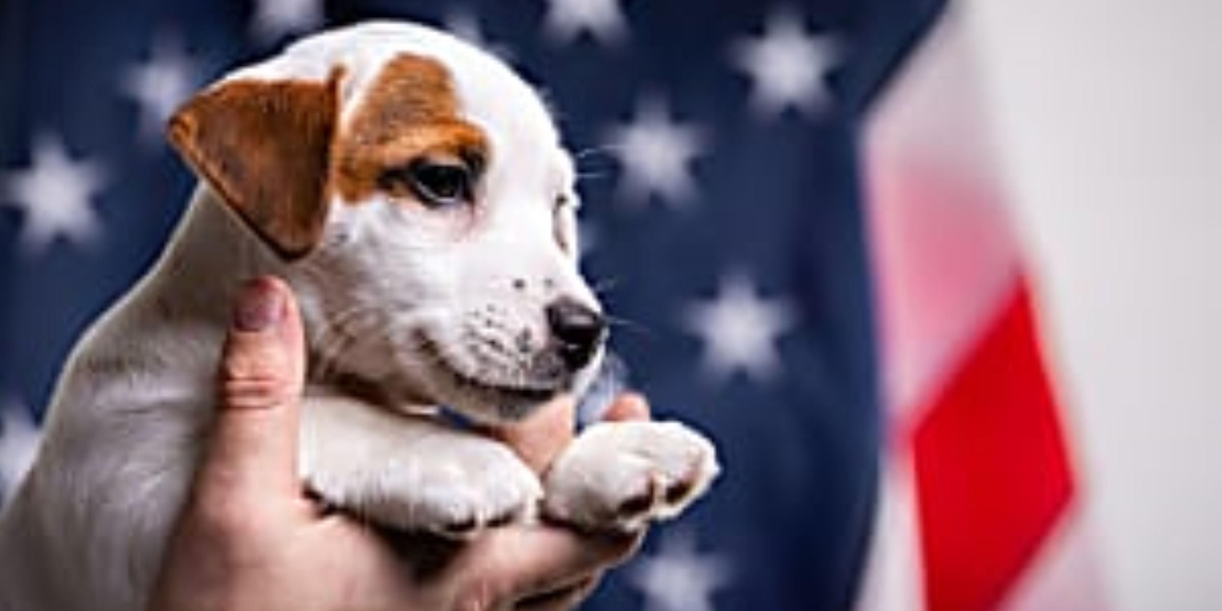 We welcome your furry friends at the Holiday Inn Express & Suites Cincinnati, OH.  We are proud to be a pet-friendly hotel for pets up to 30lbs.  Walking areas for your pet is available and pet fee applies.  
