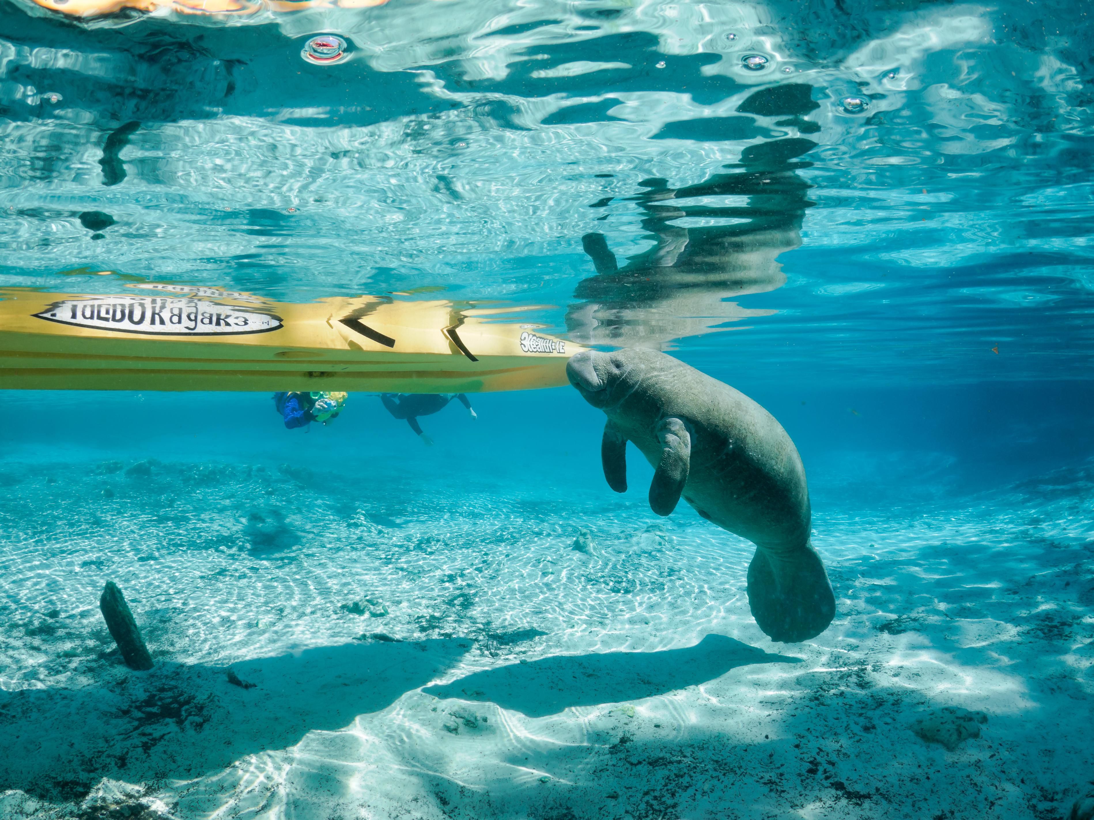Crystal River, the Manatee Capital of the World, offers a once-in-a-lifetime chance to swim alongside these gentle giants. Glide through the clear waters of Kings Bay, where manatees gather year-round (especially from November to March), and experience the magic of connecting with Florida’s most beloved marine mammals.