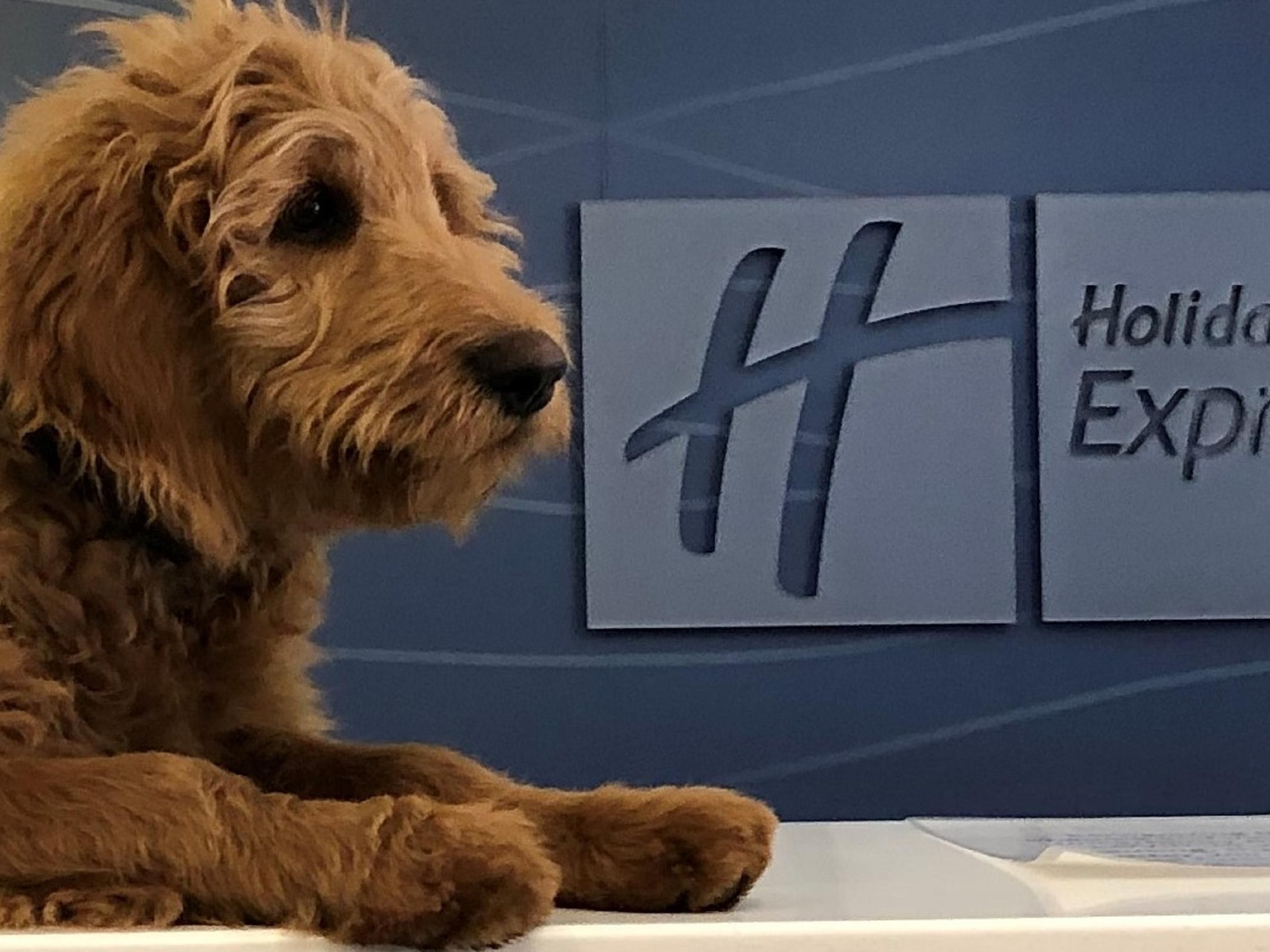 Your furry companion gets VIP treatment at our pet-friendly Deer Lake hotel. Enjoy a dedicated dog park and open spaces to explore together. No pet? Our friendly pet concierge, Wilson, is always ready with tail wags and cuddles. Plus, every pet-friendly stay includes a $5 donation to the SPCA to support animals.