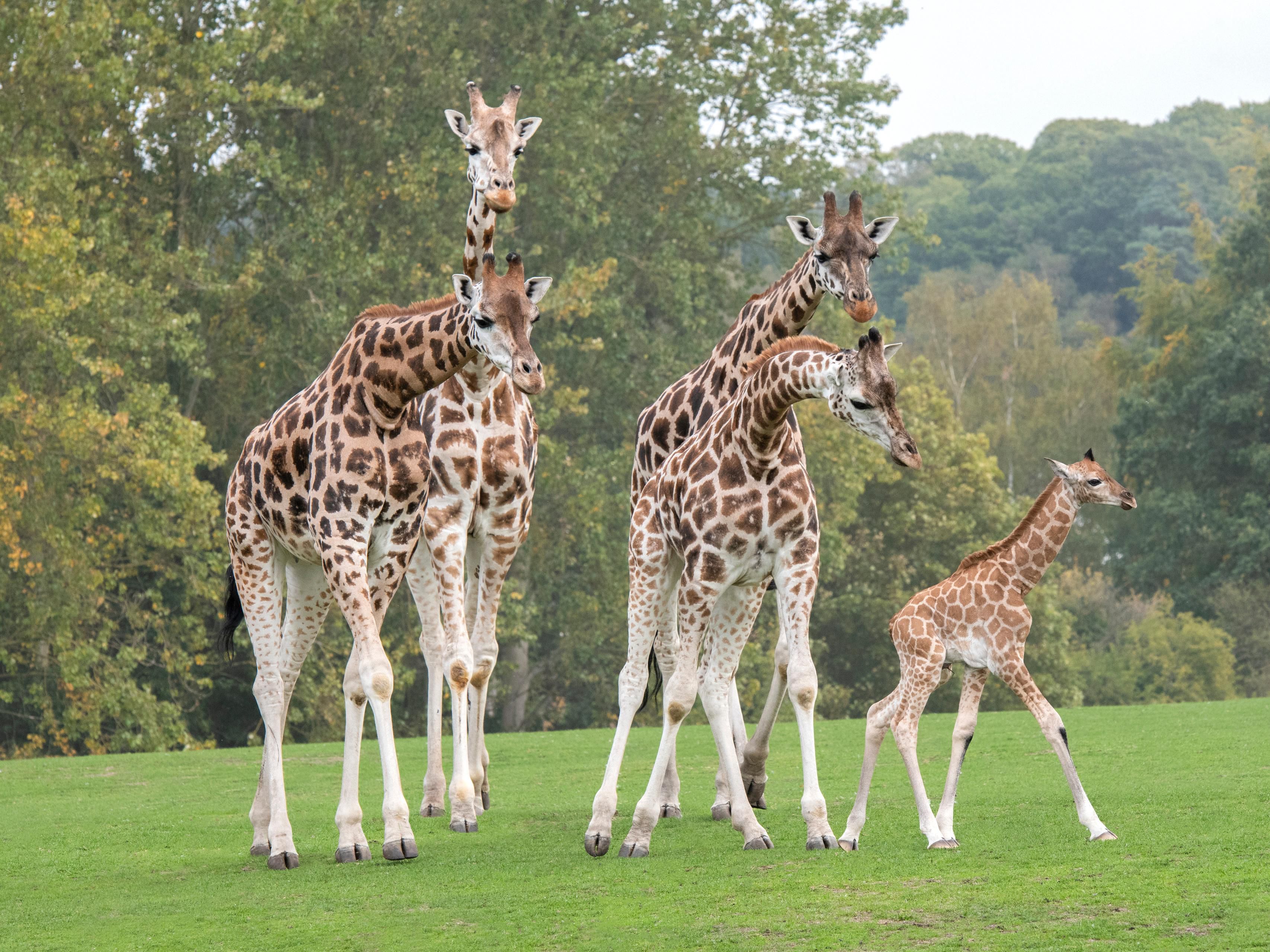 West Midlands Safari Park 30-mins from the hotel         ©wmsp