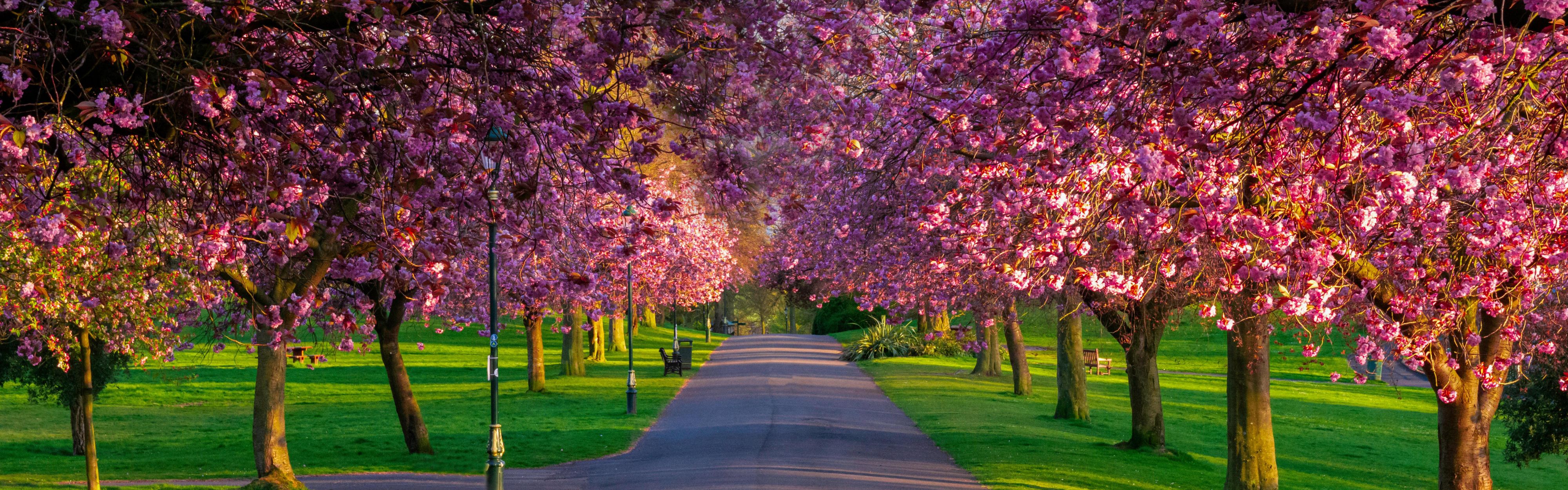 Walk among the cherry blossoms in Spring at Pittencrief Park.