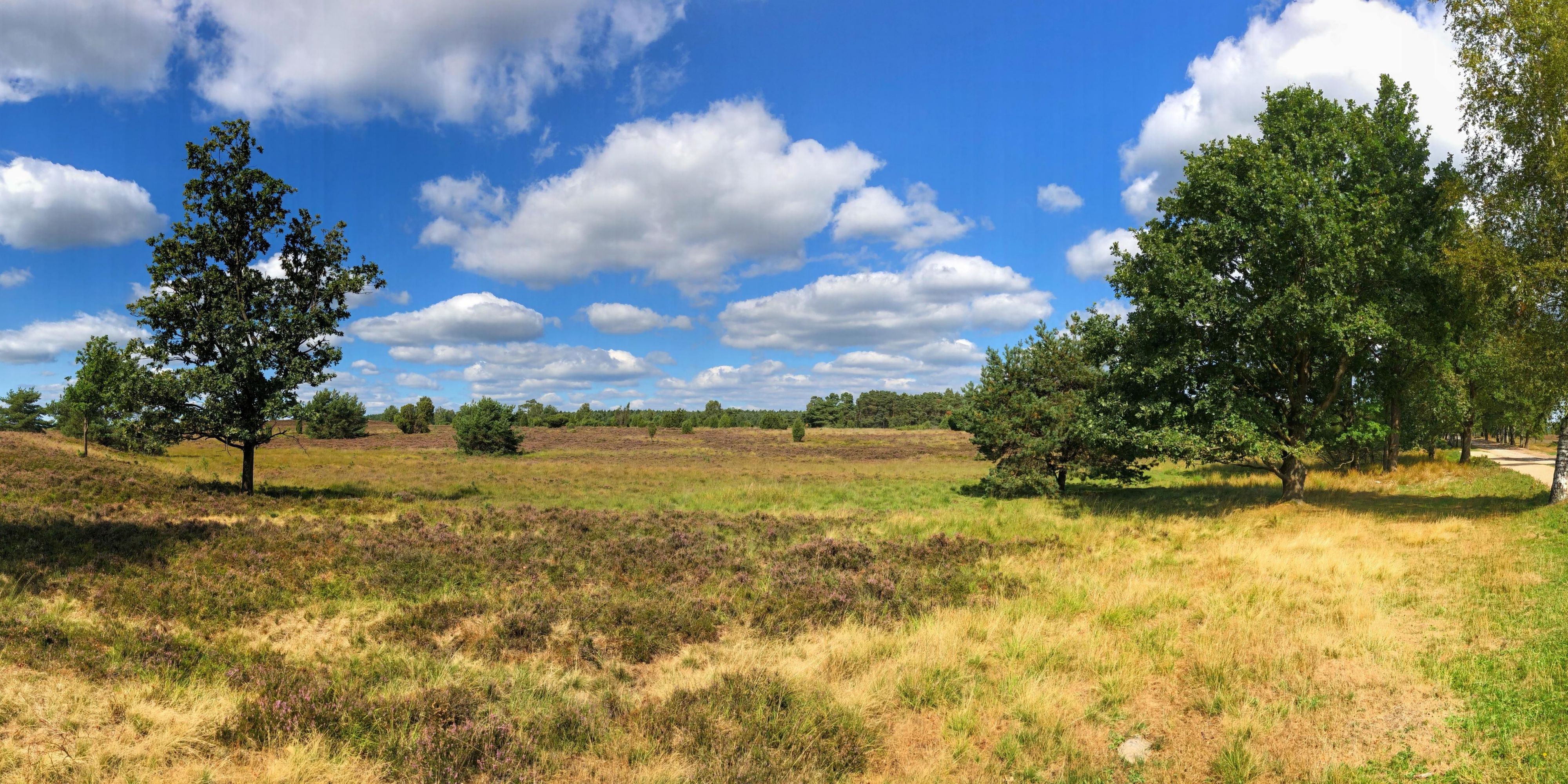 Did you know that the Lüneburger Heide is a nature park? They covered large parts of northern Germany until the beginning of the 19th century, but have now almost completely disappeared outside of the Lüneburger Heide.