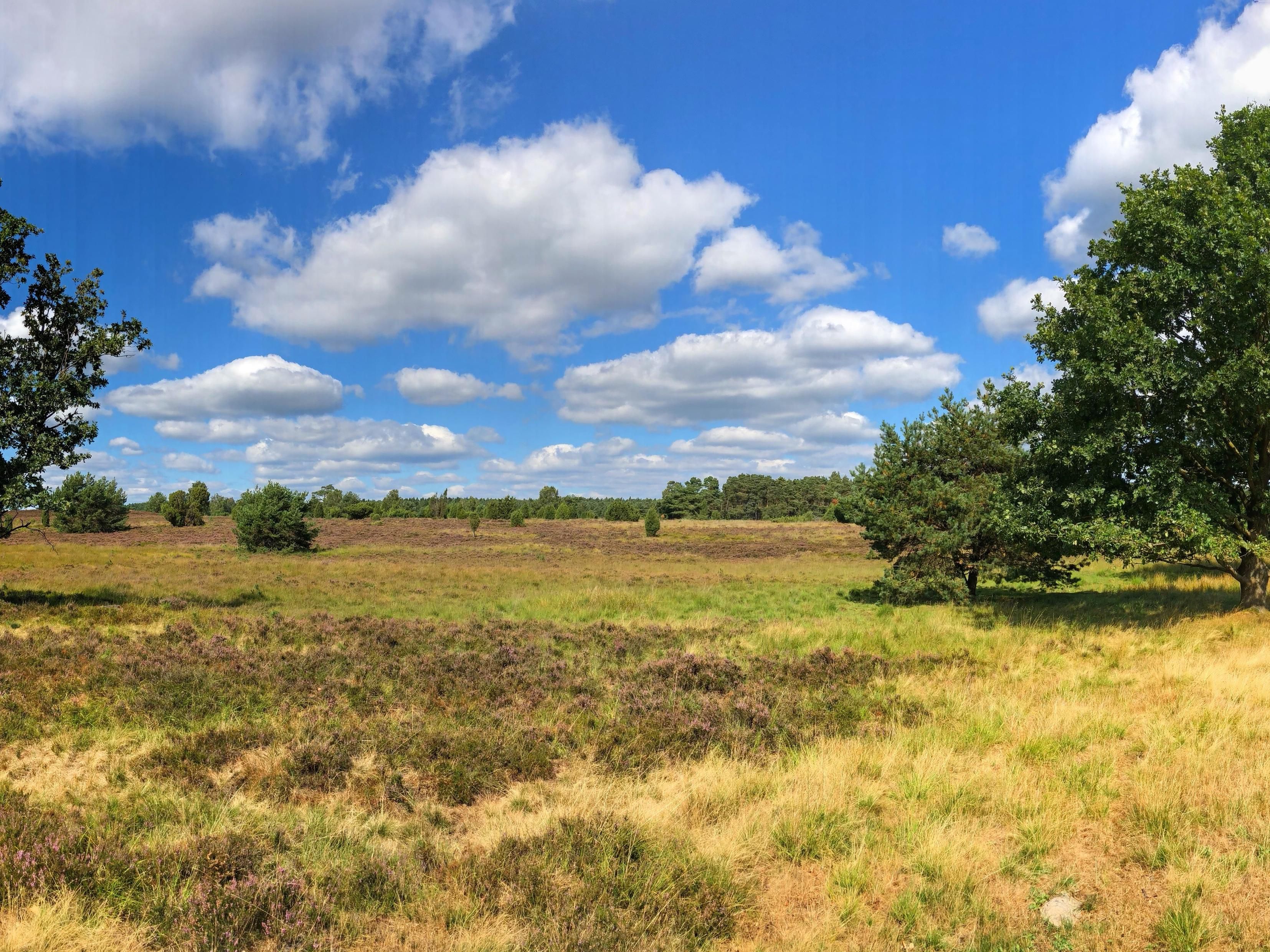 Wussten Sie dass die Lüneburger Heide ein Naturpark ist? Sie bedeckten bis zum Beginn des 19. Jahrhunderts weite Teile Norddeutschlands, sind aber inzwischen außerhalb der Lüneburger Heide fast vollständig verschwunden.