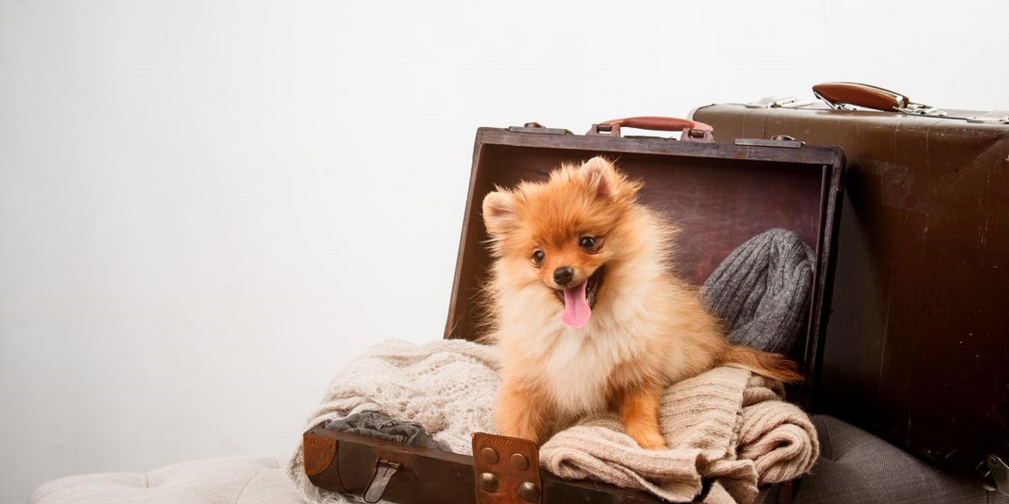 We're a very pet friendly hotel and we've got a host of pet perfect rooms for your four legged family member. An extra cleaning charge of GBP20 per night applies. Dog treats are offered on arrival. Located less than a mile from Eurotunnel, we are the best stop for those travelling to the continent with their pet pooch.  