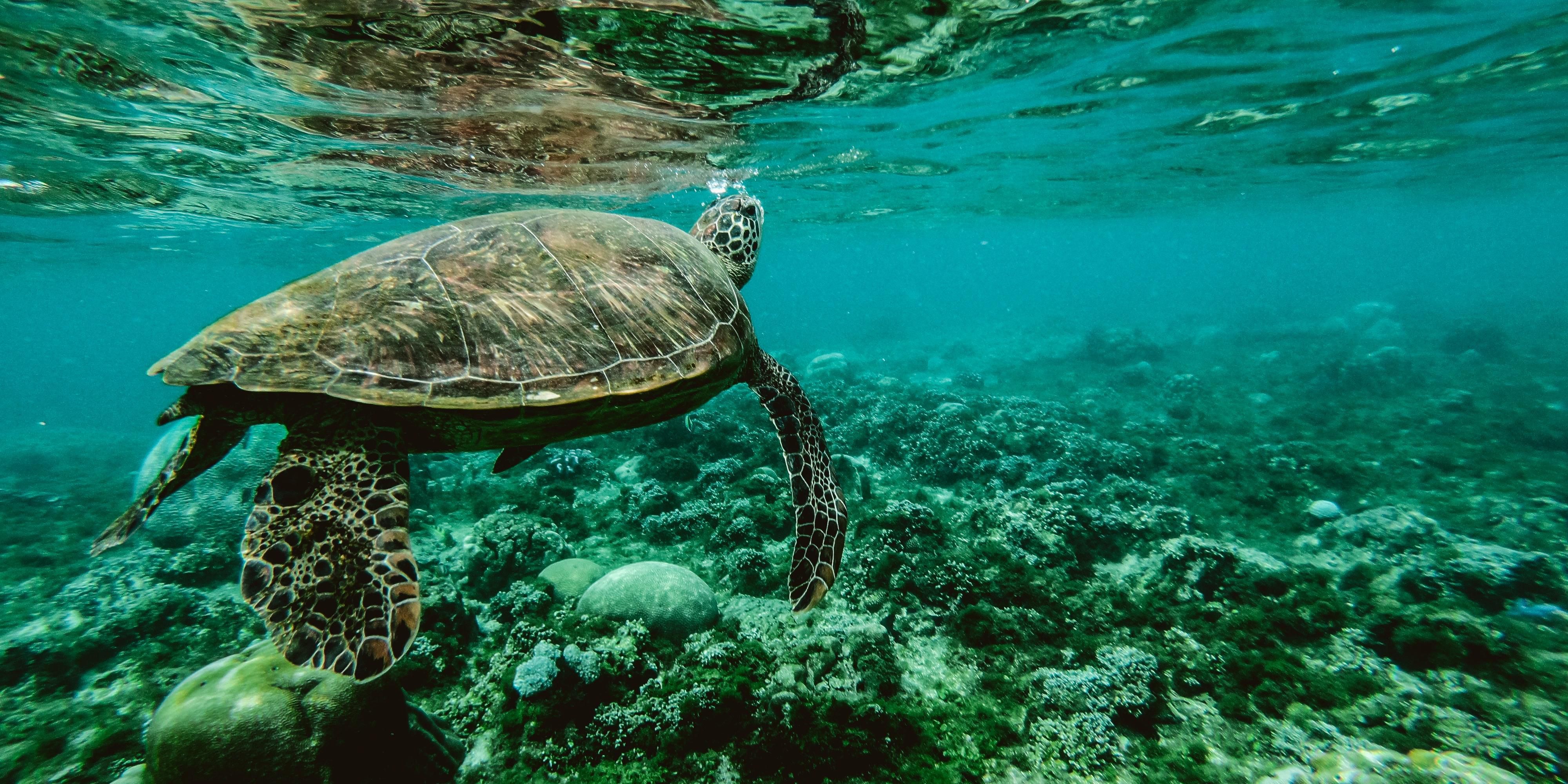 The Holiday Inn Express North Palm Beach - Oceanview is a short walk from the Loggerhead Marinelife Center.  One of Florida's most visited nonprofit scientific destinations focused on ocean and sea turtle conservation.