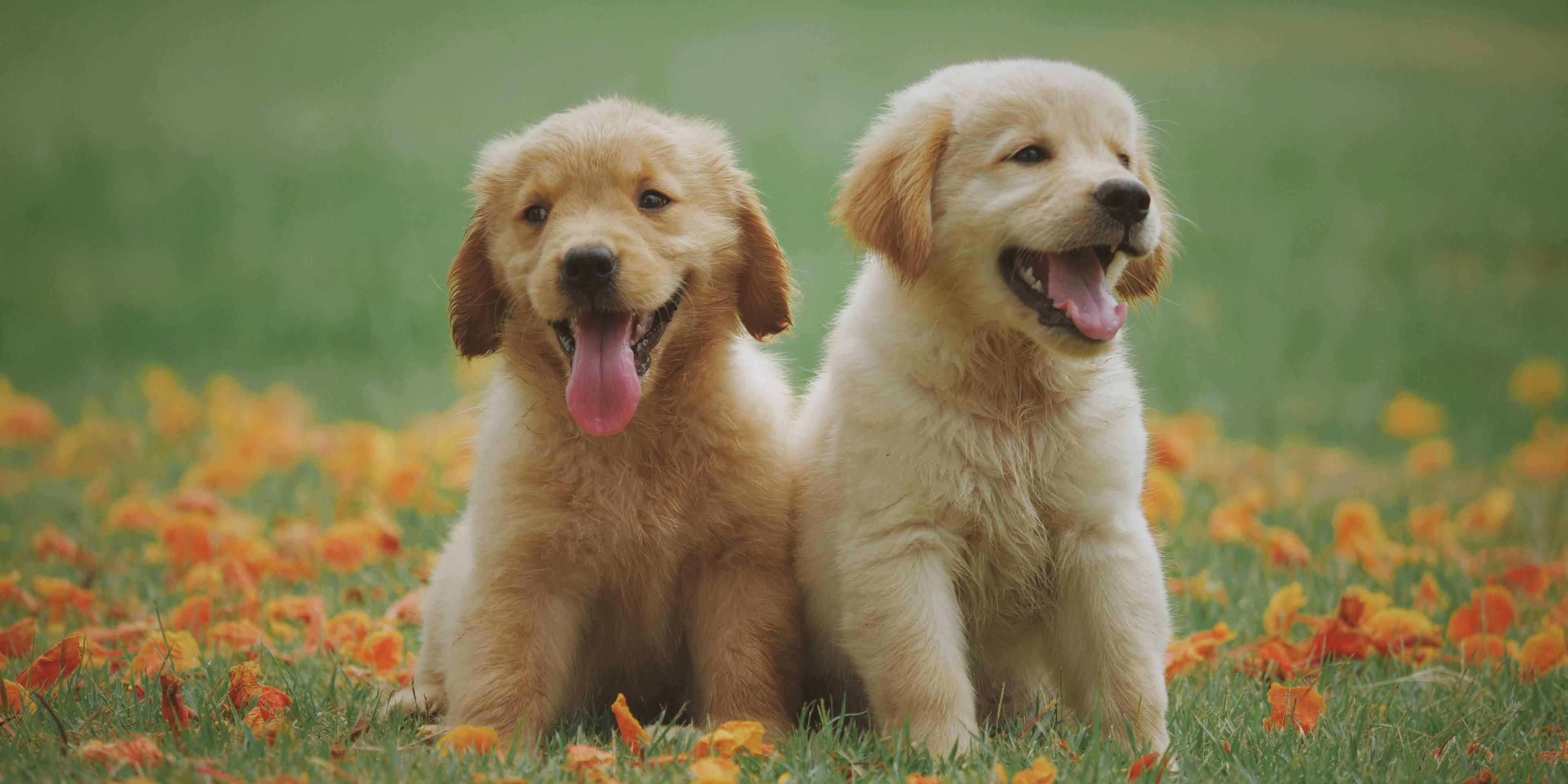 Don't leave the dog at home, they are welcome at the Holiday Inn Express North Palm Beach - Oceanview.  We are just minutes to the only Dog friendly beach in Palm Beach County.  Fees and restrictions do apply.