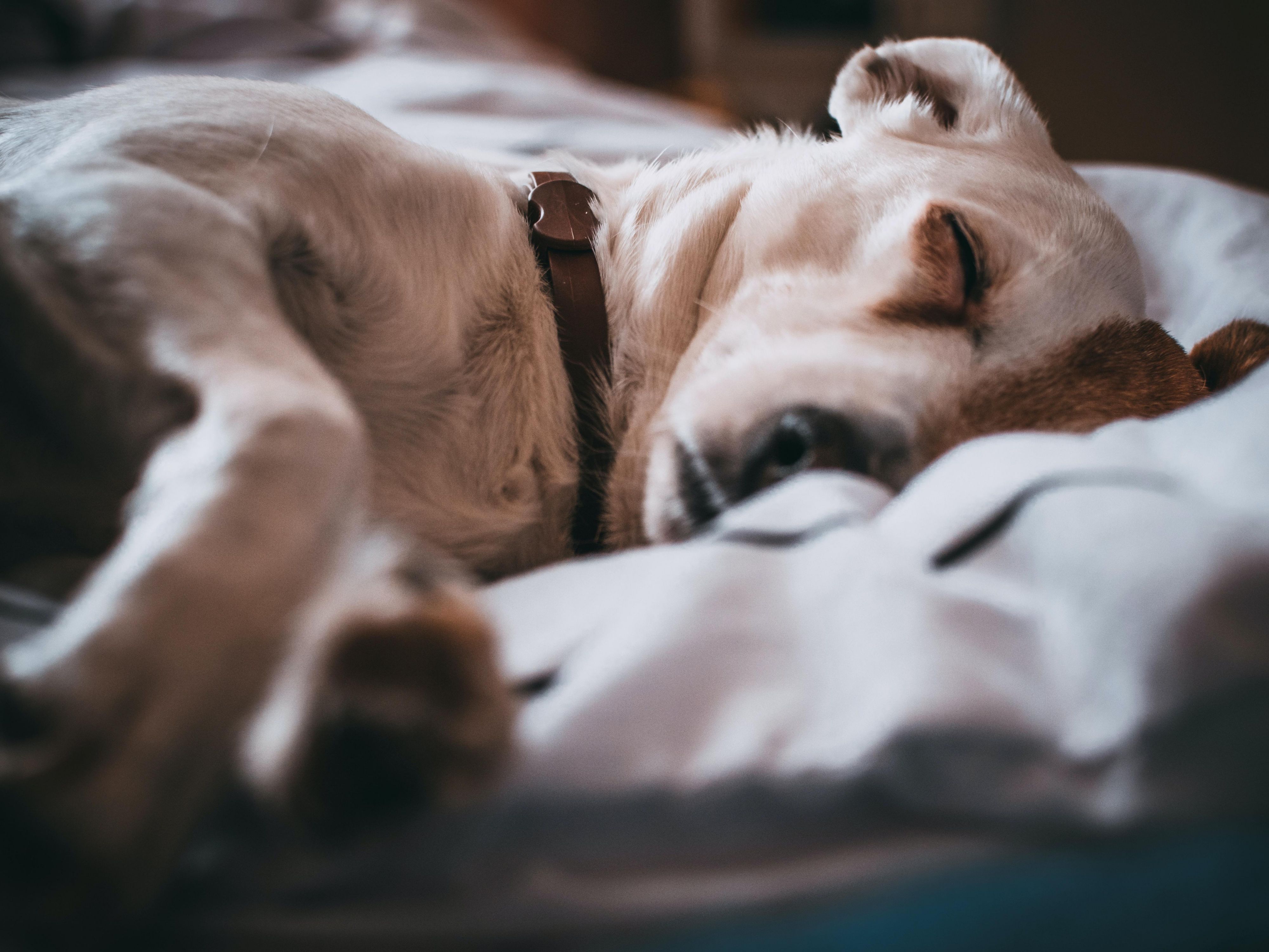 We love your furry friends. A fee of 25.00 dollars per night is required for deep cleaning after check out. All pets must weigh less than 75 lbs. and be crated when left alone in the suite.