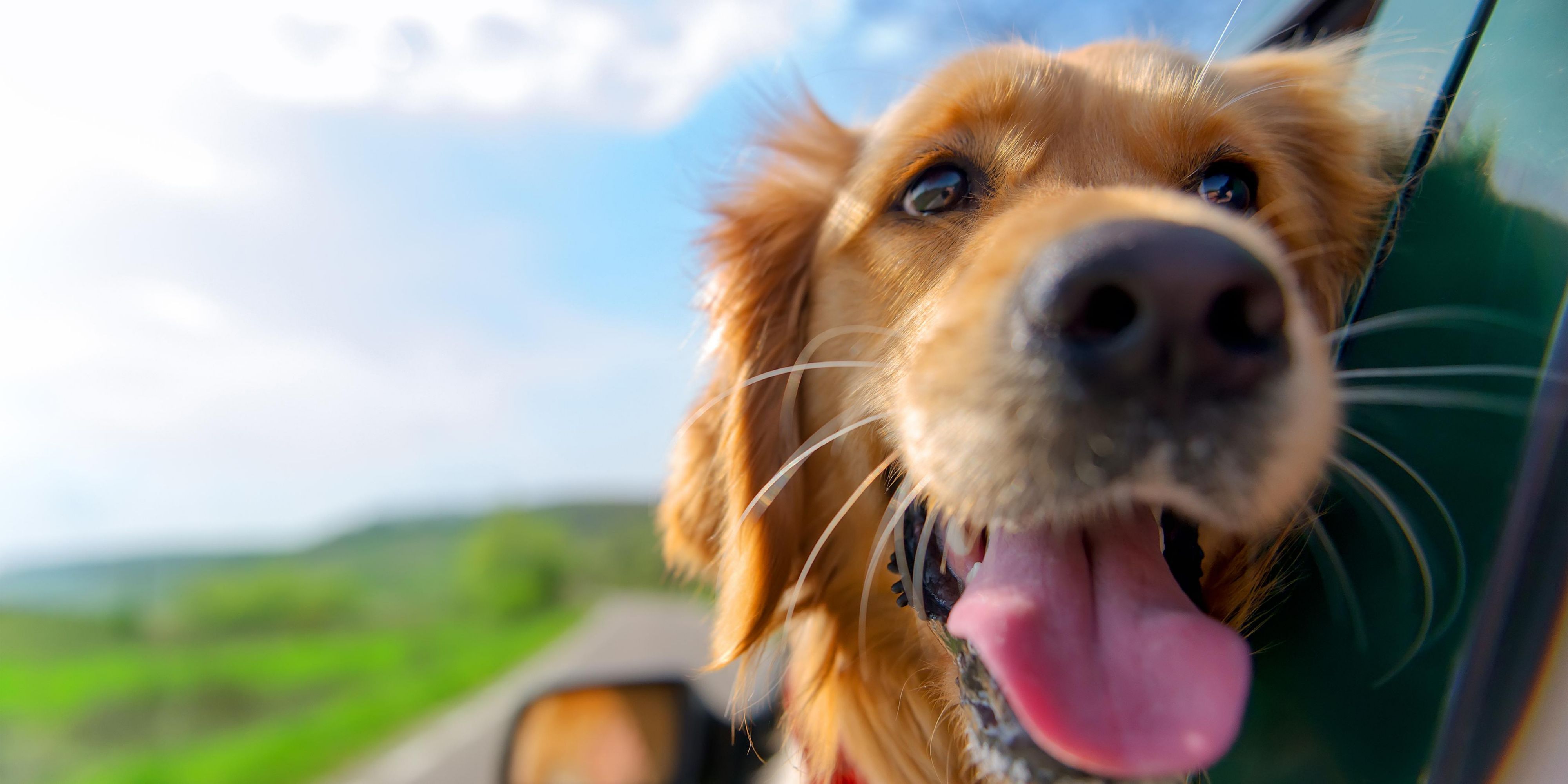 Dogs are welcome at Holiday Inn Express Krefeld – Dusseldorf. There is a pet fee per night of 25.00 Euro. Pets are welcome by prior arrangements with the hotel. A 25.00 Euro deposit per pet per stay will be collected at check in.