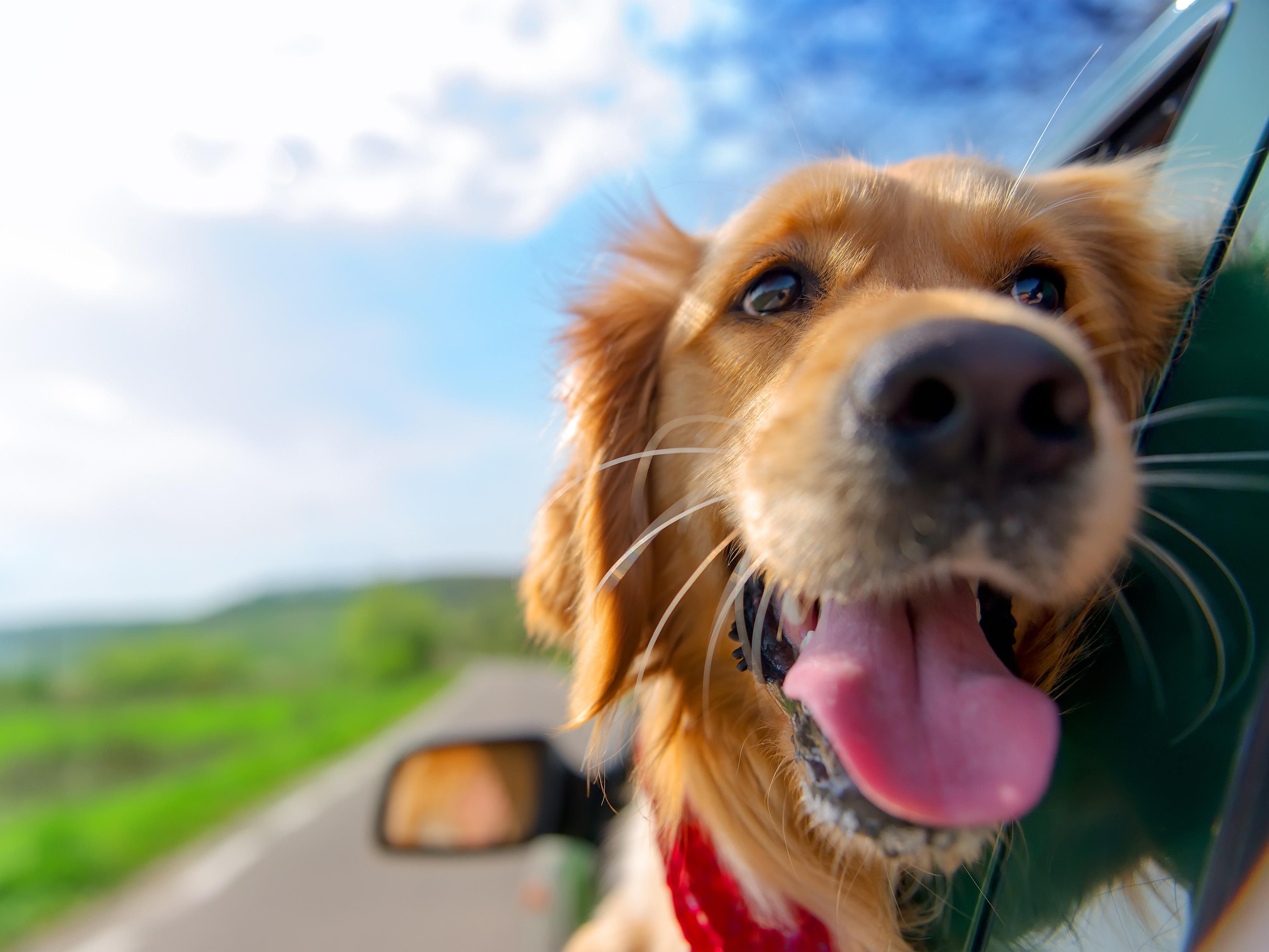 Dogs are welcome at Holiday Inn Express Krefeld – Dusseldorf. There is a pet fee per night of 25.00 Euro. Pets are welcome by prior arrangements with the hotel. A 25.00 Euro deposit per pet per stay will be collected at check in.