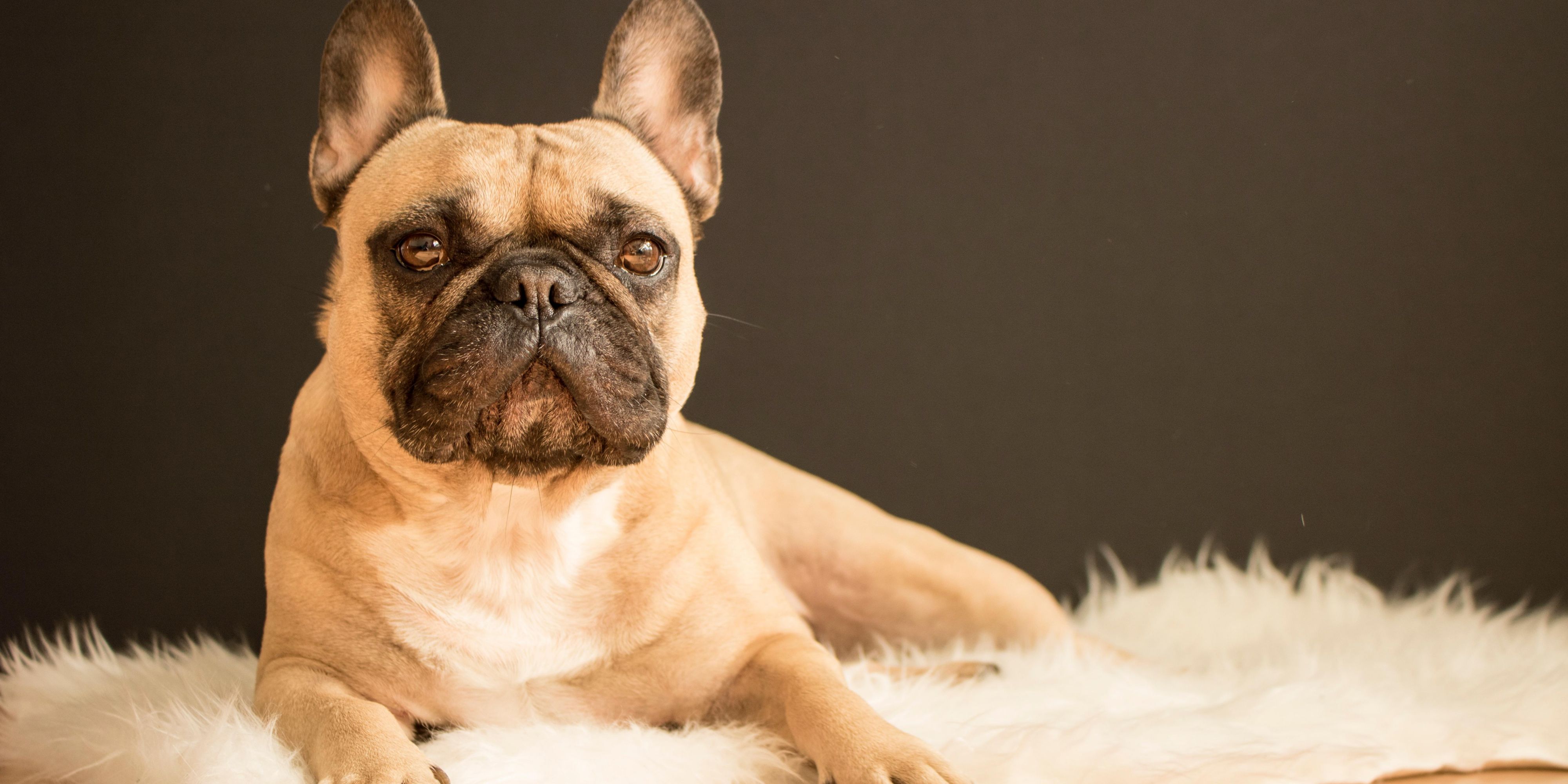 Book your pet friendly room today! We can't wait to meet your furry friend. 50USD Fee per day only