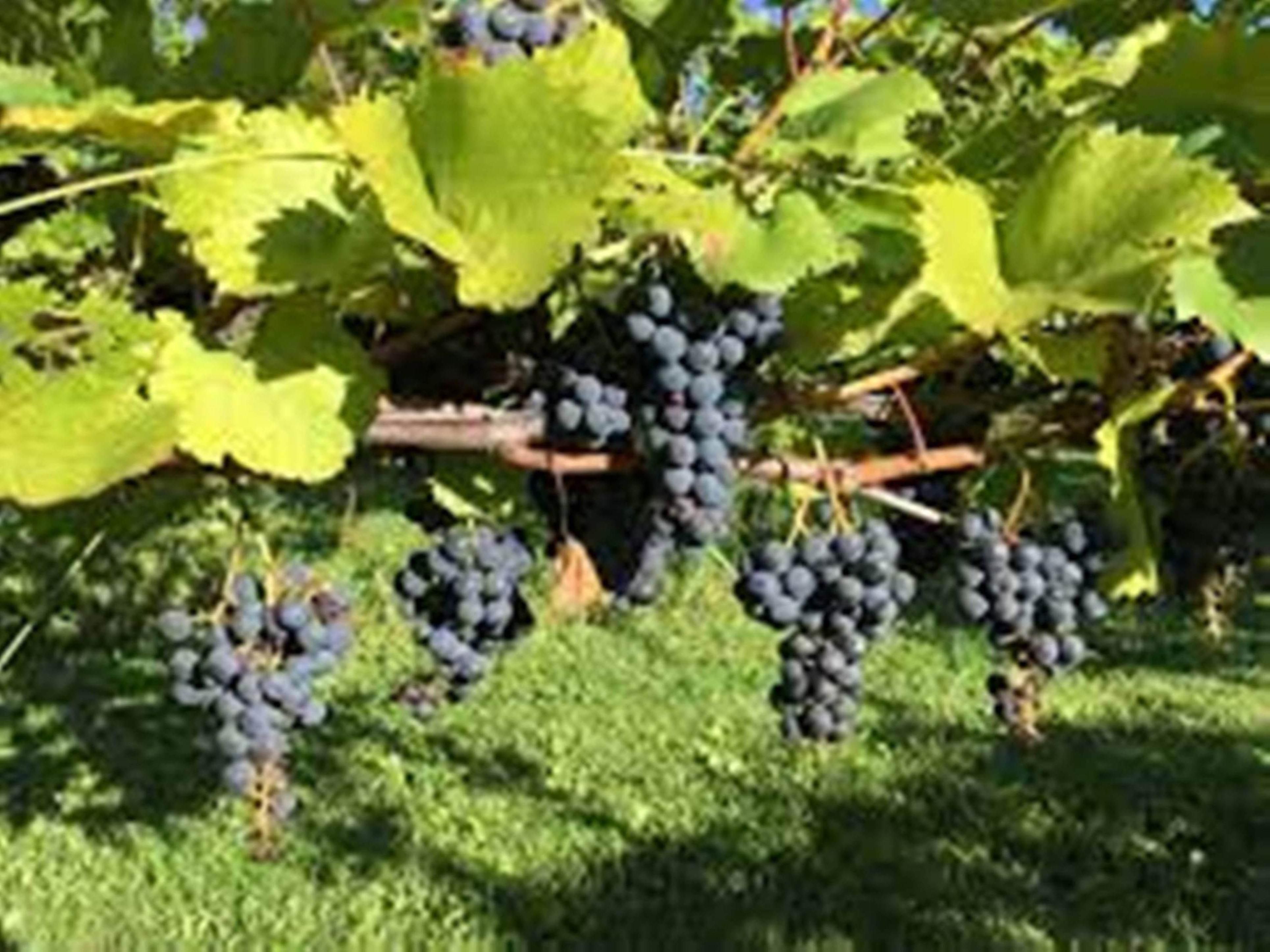 Just minutes away, you'll find close to a dozen wineries to explore, from boutique tasting rooms in the Lompoc Wine Ghetto to beautiful estate vineyards in the Sta. Rita Hills. Many of the locally made, small-batch wines are produced in the Lompoc Wine Ghetto, a cluster small urban wineries and tasting rooms.