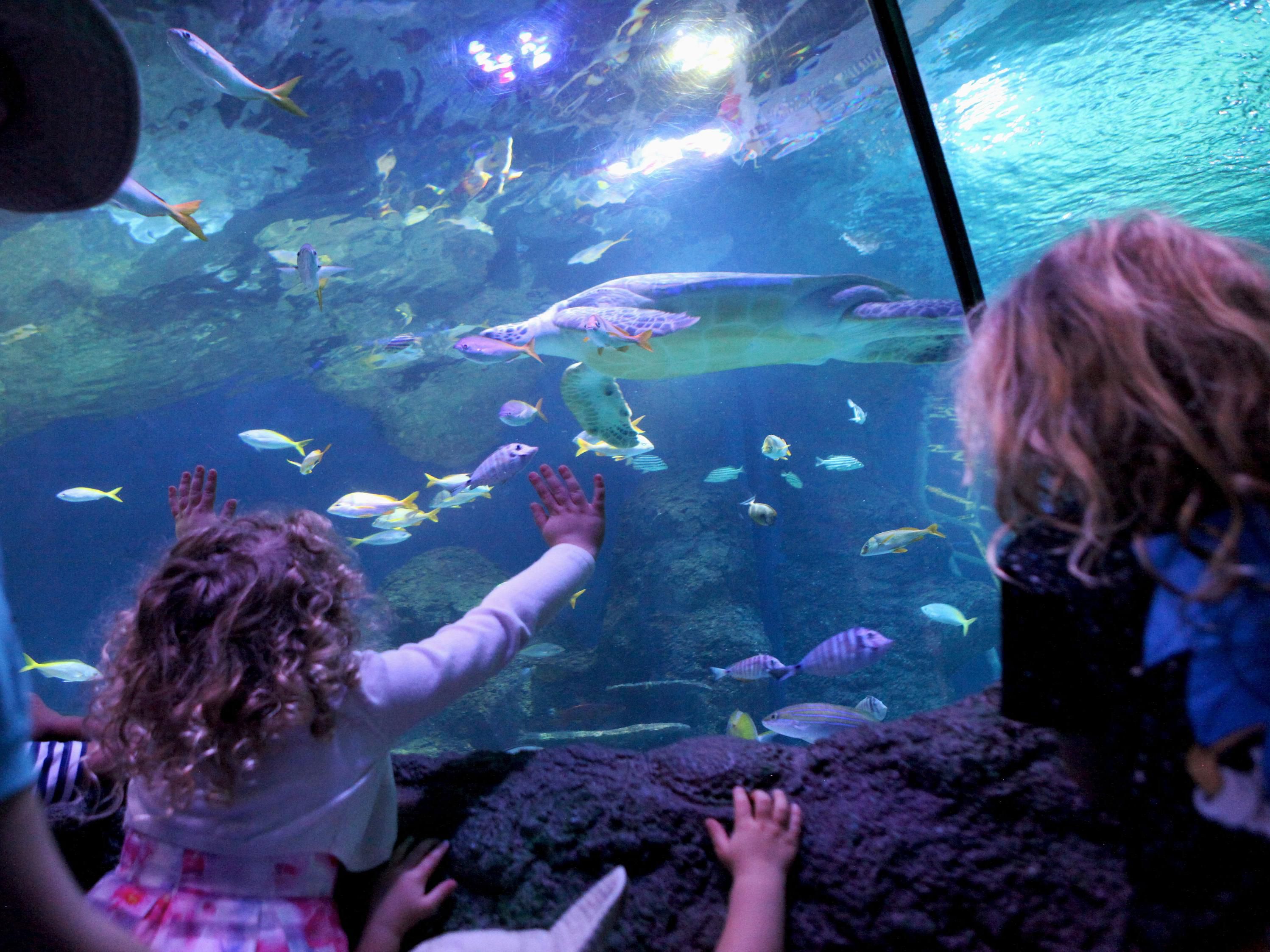 Sea Life Manchester is a quick 20-minute drive from our hotel