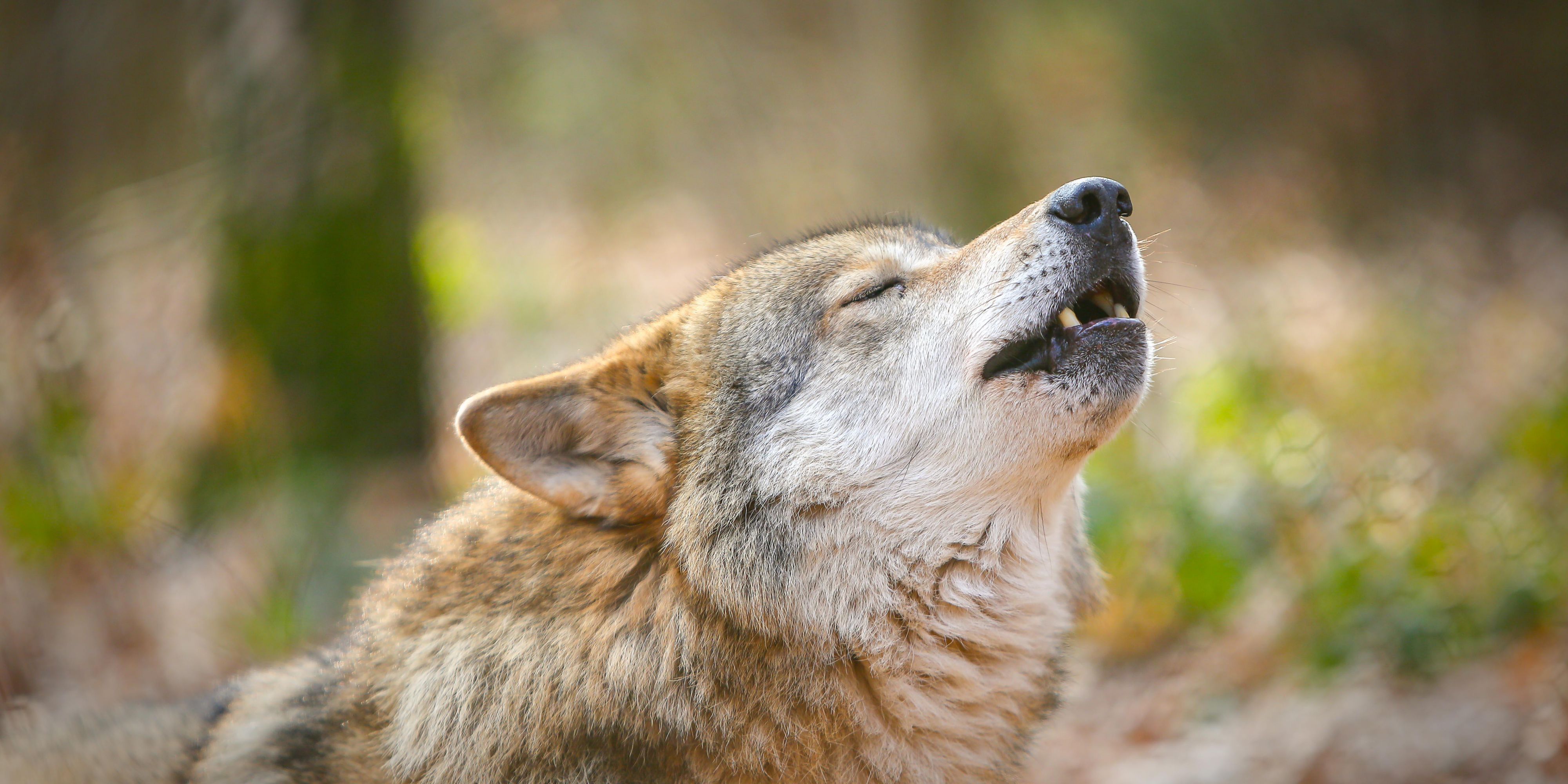 Wir sind seit 1993 im Wolfpark Werner Freund tätig und haben alle im Wolfspark lebenden Wölfe aufgezogen. Schon zu Lebzeiten hat Werner Freund, Tatjana Schneider als seine Nachfolgerin bestimmt, damit die Lebensarbeit fortgesetzt wird. Unser Ziel ist es, die Wölfe so natürlich wie möglich zu halten, um mehr über ihr Verhalten zu erfahren.