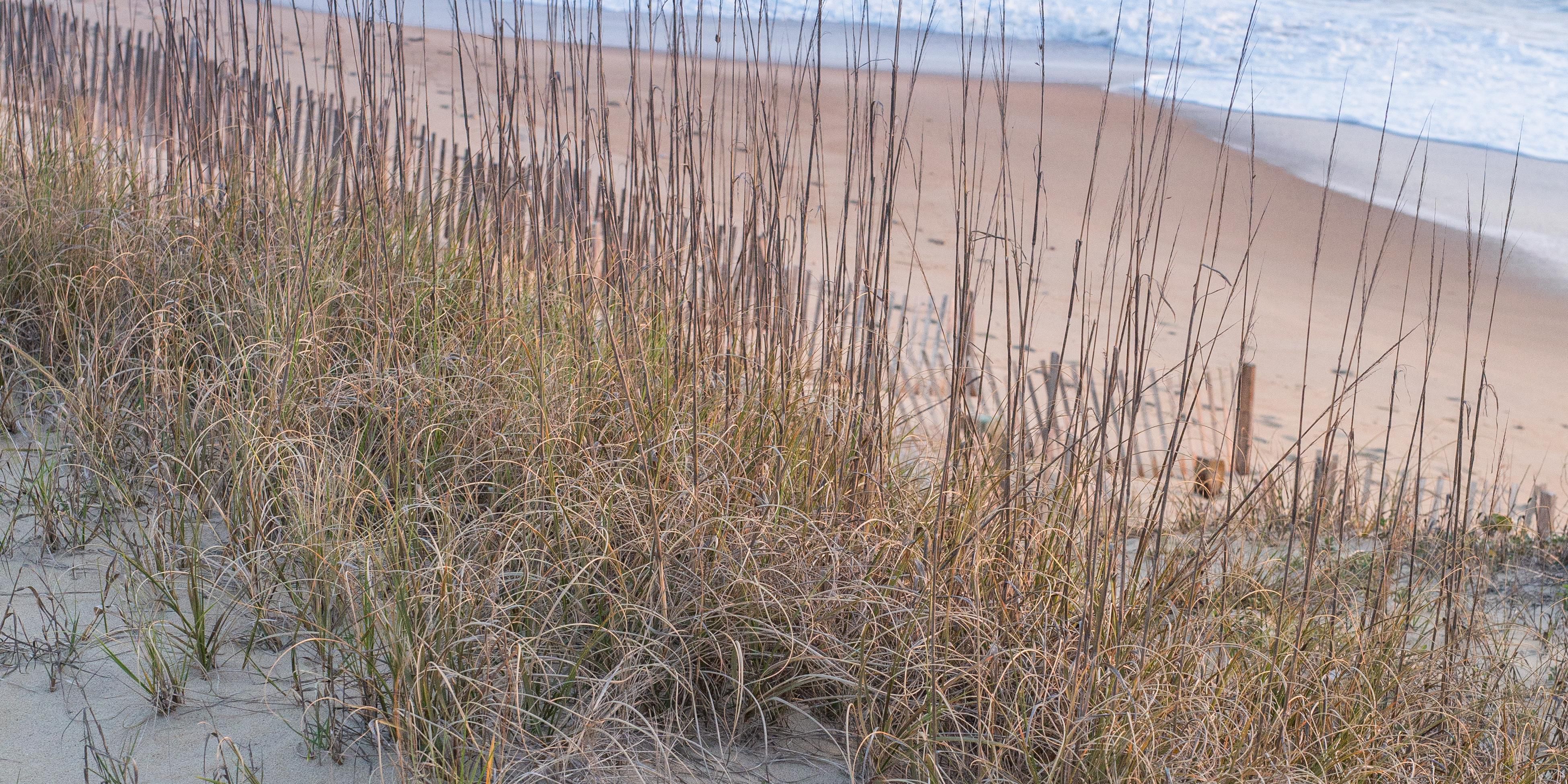 The tallest living sand dune on the Atlantic coast and one of the best places to view the sunset over the sound is less than three miles from our front door. Check it out at Jockey's Ridge State Park! 