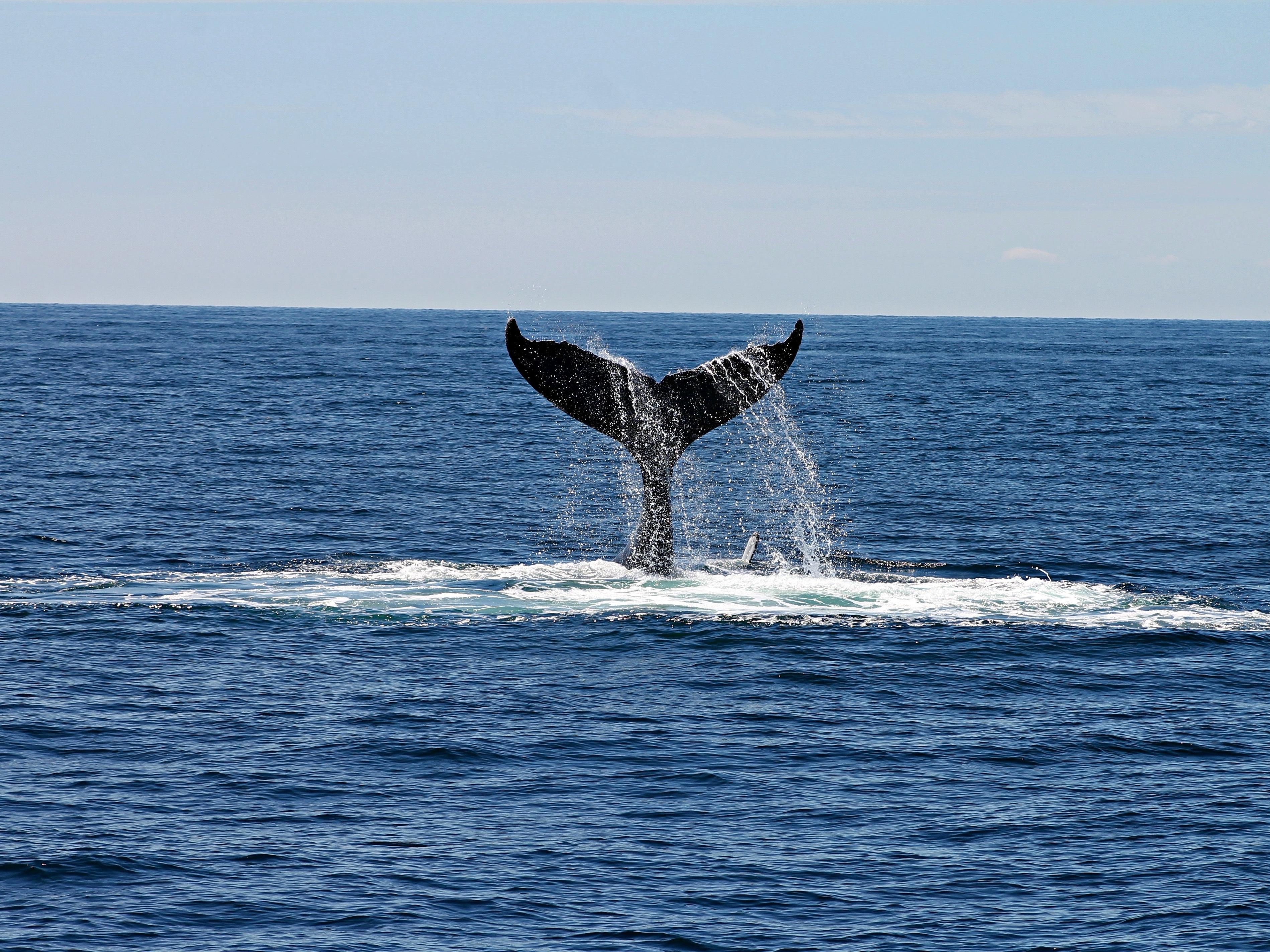 Experts provide information and research while you enjoy an exploration in search of marine mammals and seabirds. Ask the Front Desk for details.