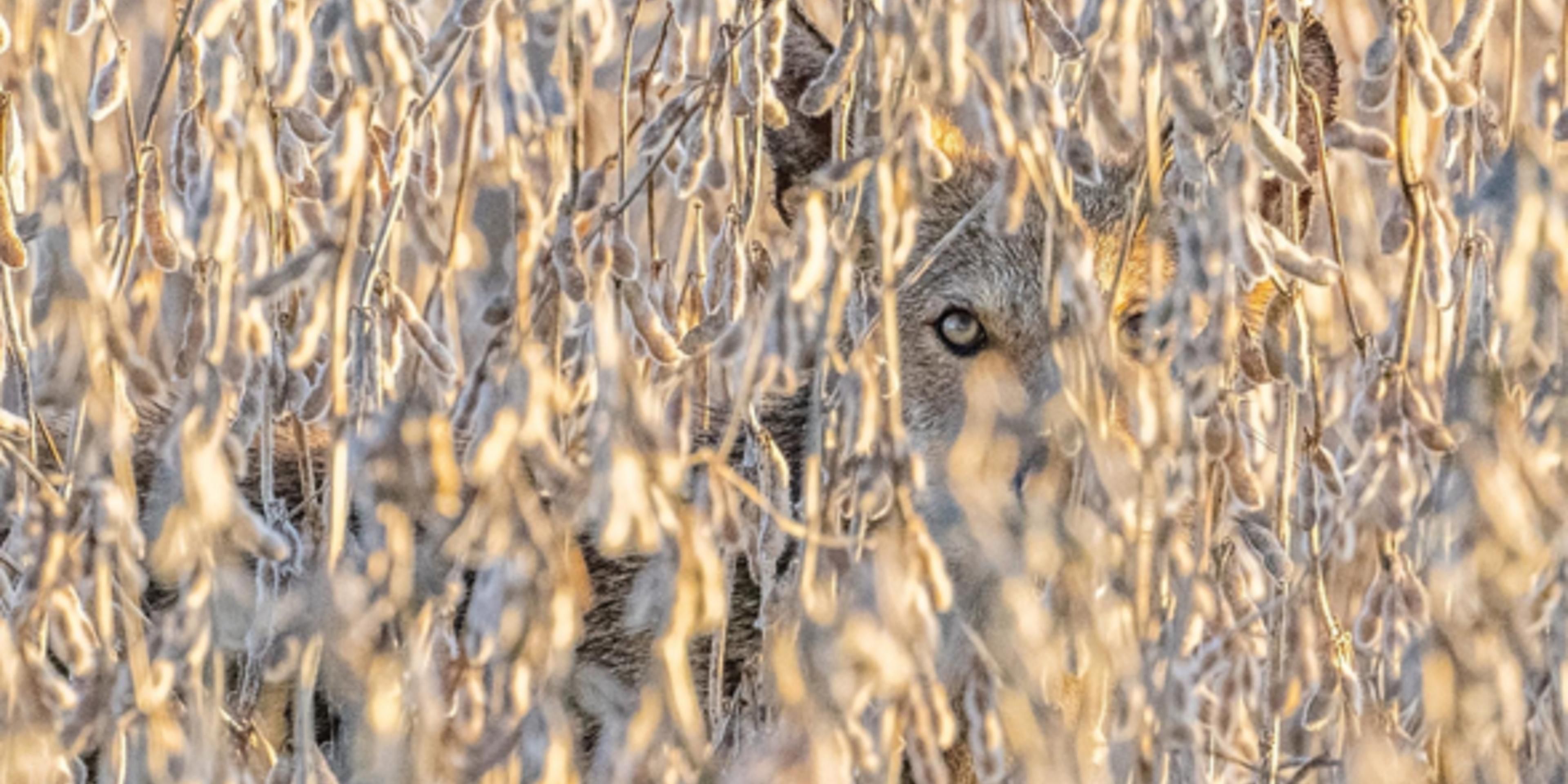 Open year-round during daylight hours. Enjoy exploring 154,000 acres and viewing a variety of wildlife, ranging from wood ducks, alligators, black bears, and red wolves.