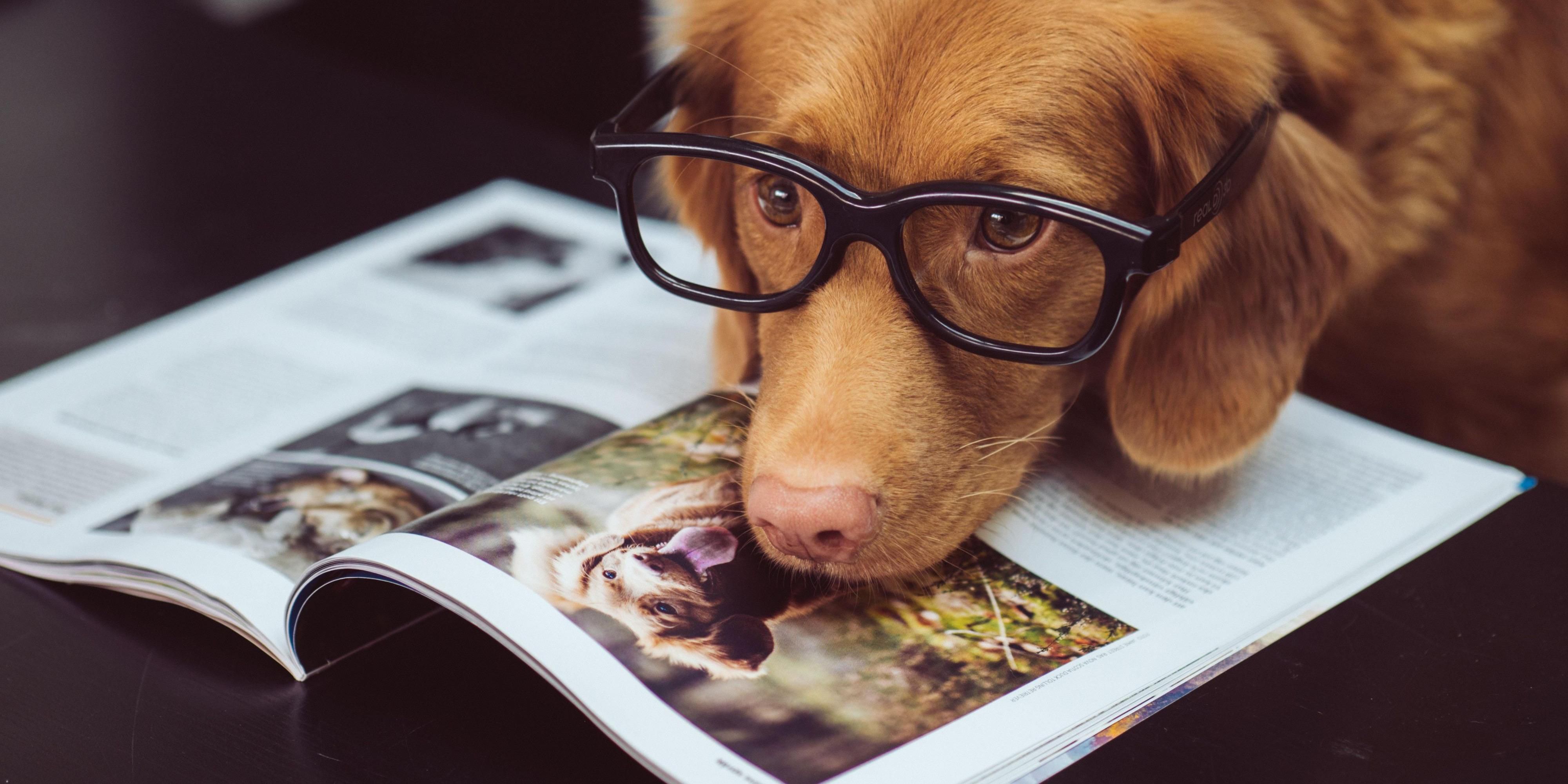 Pets are welcome at Holiday Inn Express Nashville Airport. There is a pet deposit per stay of 50. Our Pet Policy: No pets over 35 pounds allowed. There is a 50.00 non refundable fee for each dog or pet under 35 pounds. The Front Desk needs to be notified upon check in of any animals or a 150.00 pet cleaning fee will be charged..