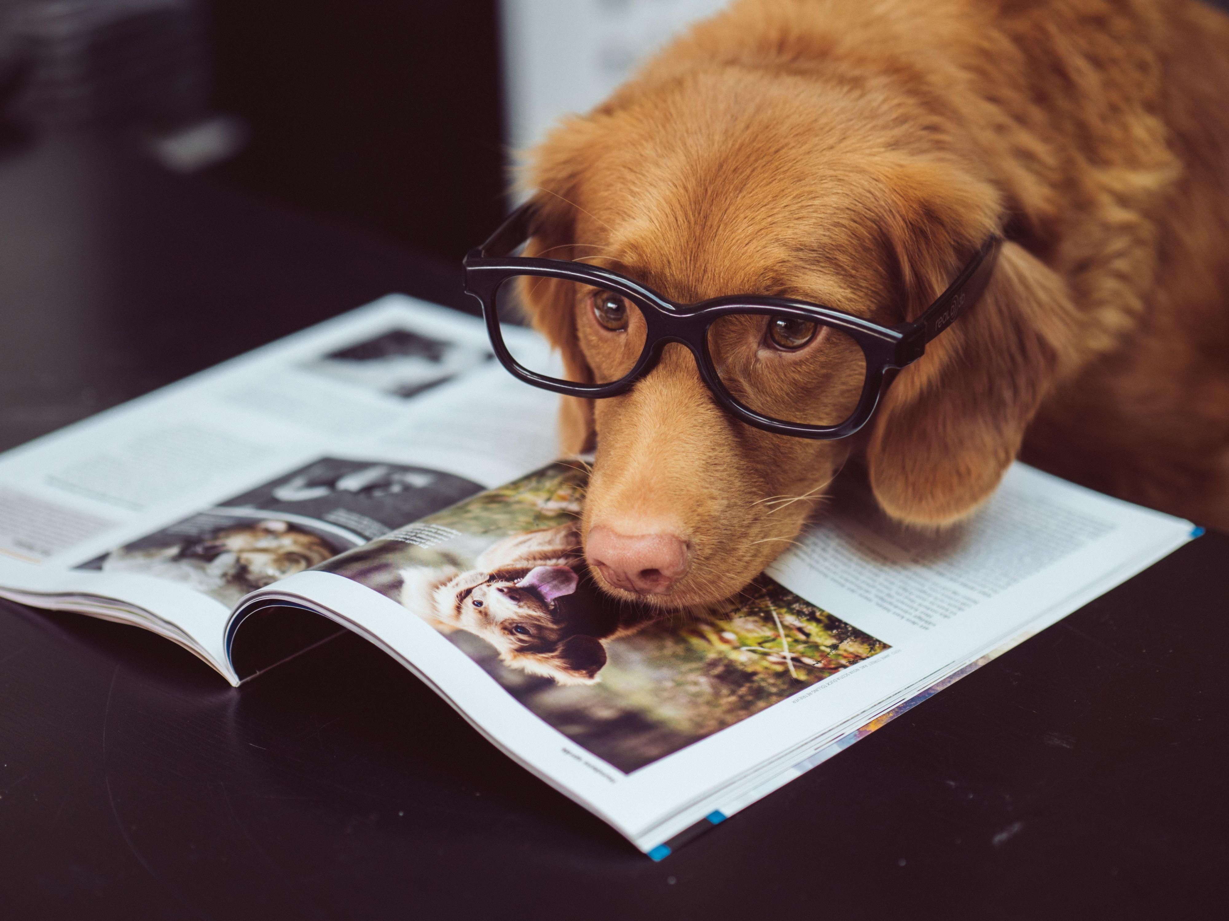 Pets are welcome at Holiday Inn Express Nashville Airport. There is a pet deposit per stay of 50. Our Pet Policy: No pets over 35 pounds allowed. There is a 50.00 non refundable fee for each dog or pet under 35 pounds. The Front Desk needs to be notified upon check in of any animals or a 150.00 pet cleaning fee will be charged..