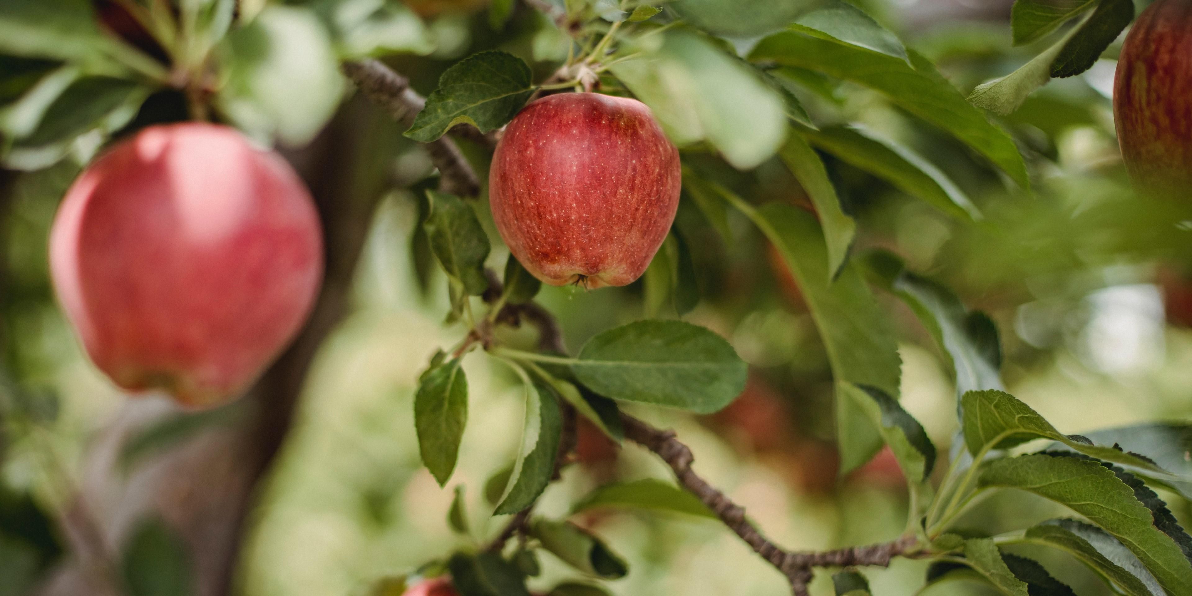 Holiday Inn Express Fort Wayne East (New Haven) is located just minutes from Johnny Appleseed's gravesite.  Explore the 12 acre memorial gravesite.  Call the hotel for more details.