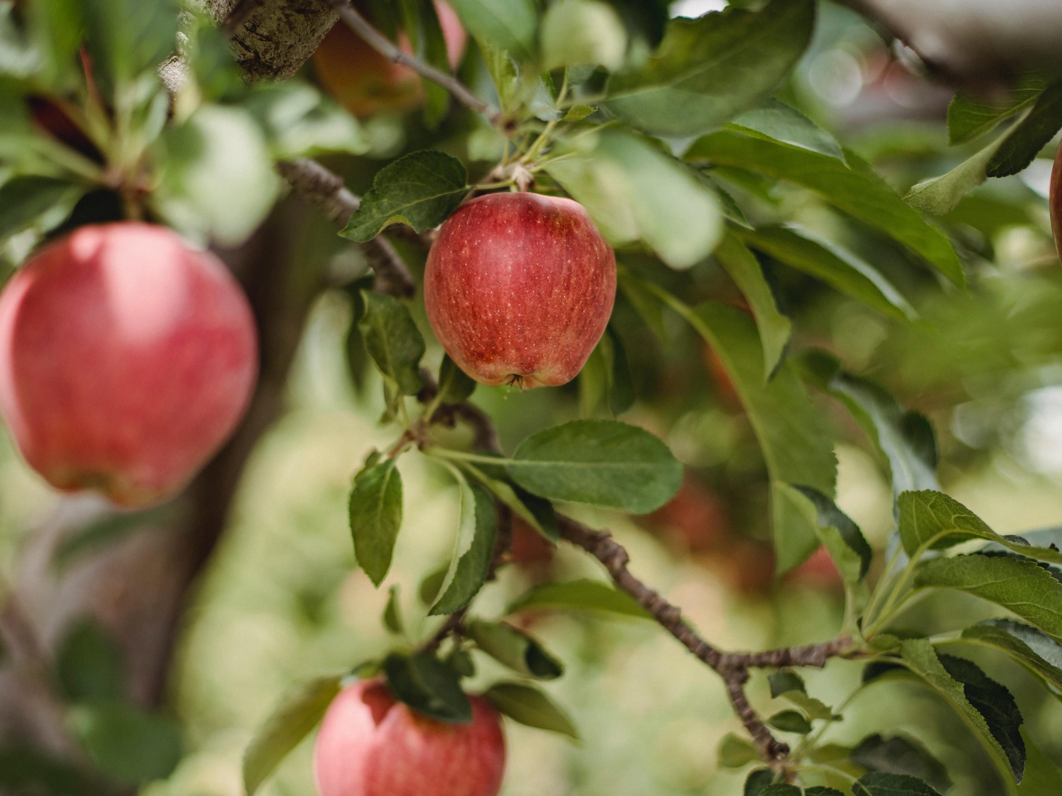Holiday Inn Express Fort Wayne East (New Haven) is located just minutes from Johnny Appleseed's gravesite.  Explore the 12 acre memorial gravesite.  Call the hotel for more details.