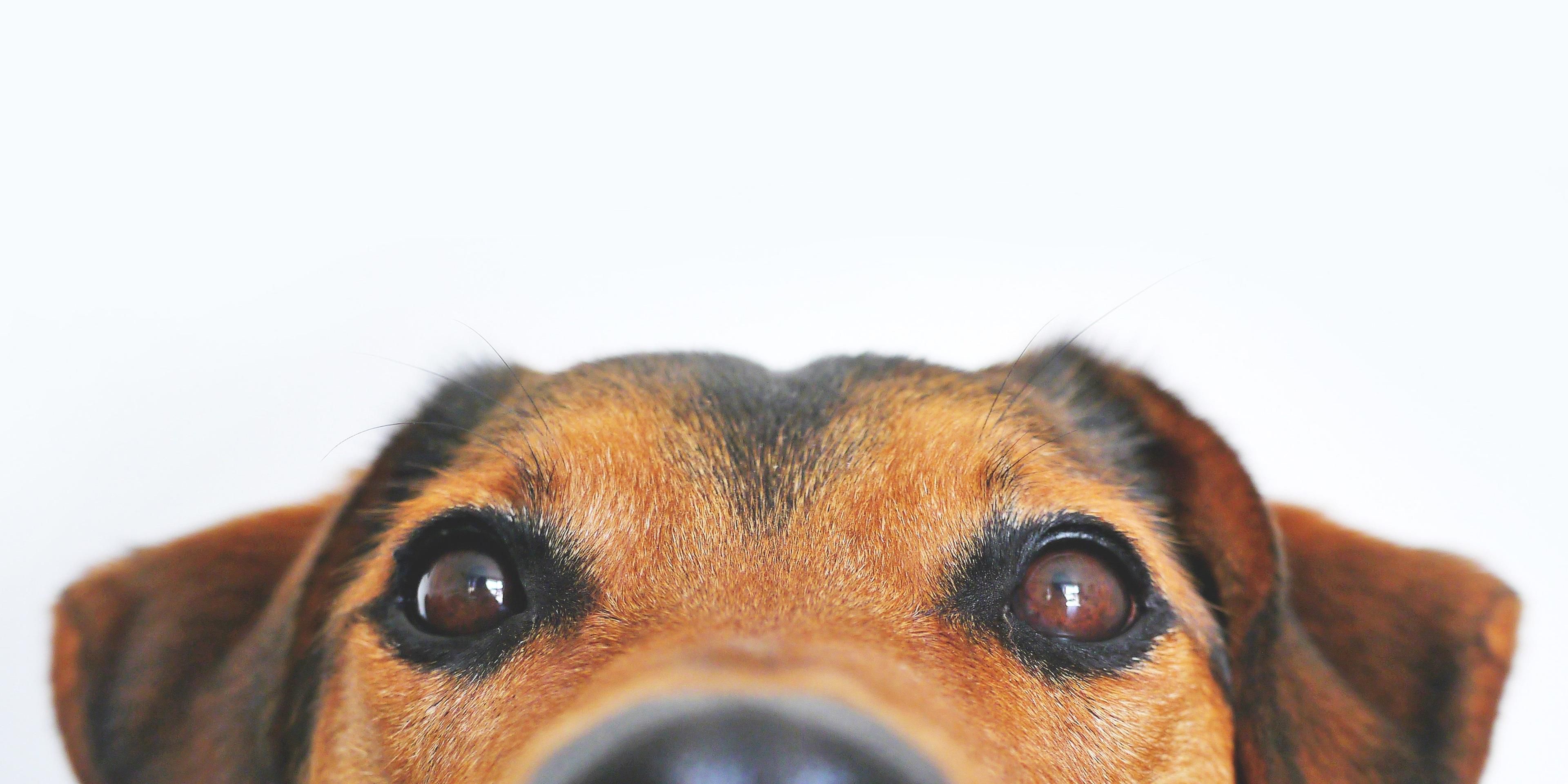 A limited inventory of "Pet Friendly" guestrooms are available. Be sure to let us know when you make your reservation so we can check availability and assign your guestroom accordingly. A pet fee of $25 CAD applies for the stay (not per day). Some restrictions may apply.