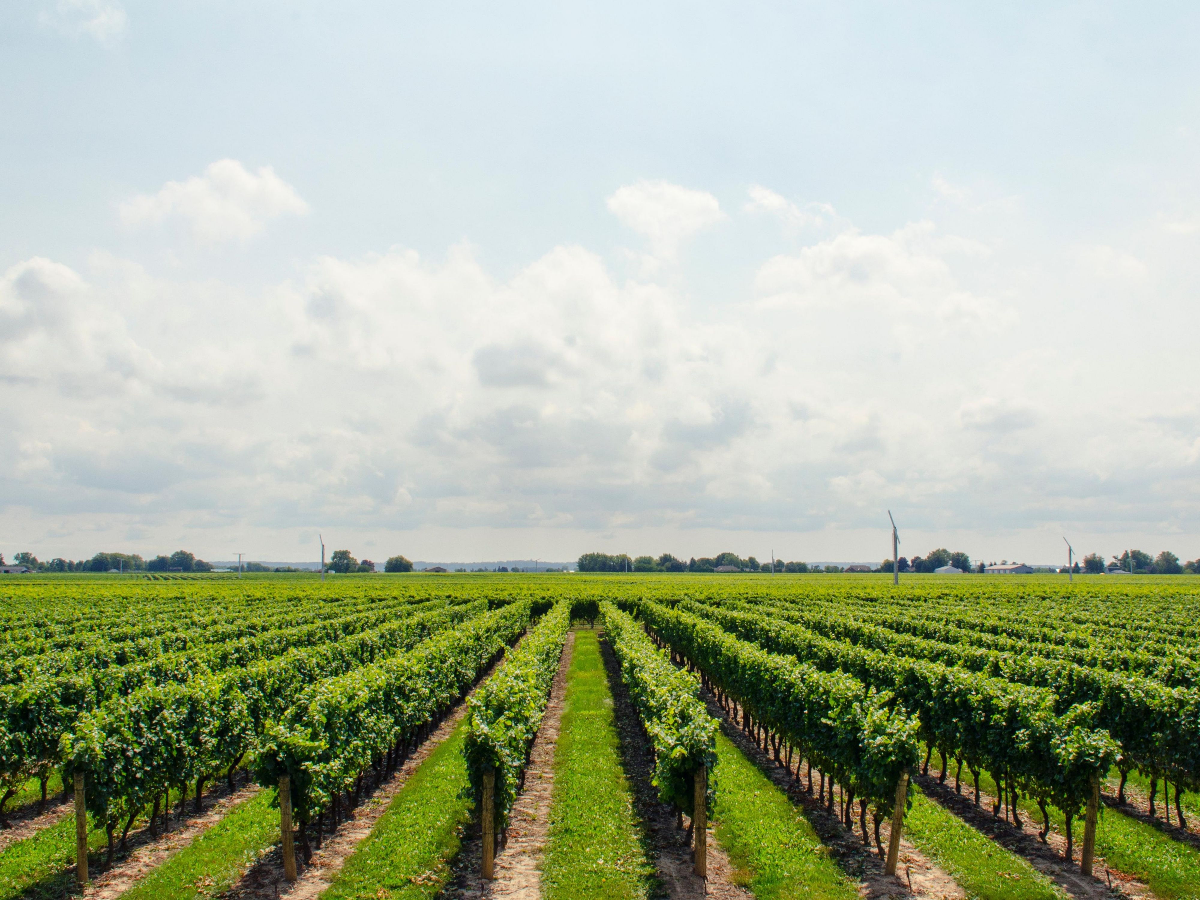 We are in close proximity to over 80 wineries located in Niagara-on-the-Lake and Twenty Valley wine country including Ravine Vineyard Estate Winery, Queenston Mile Vineyard, The Hare Wine Co., Chateau des Charmes & Peller Estates. Explore and discover the many boutique, estate and mid-size style wineries and vineyards. 