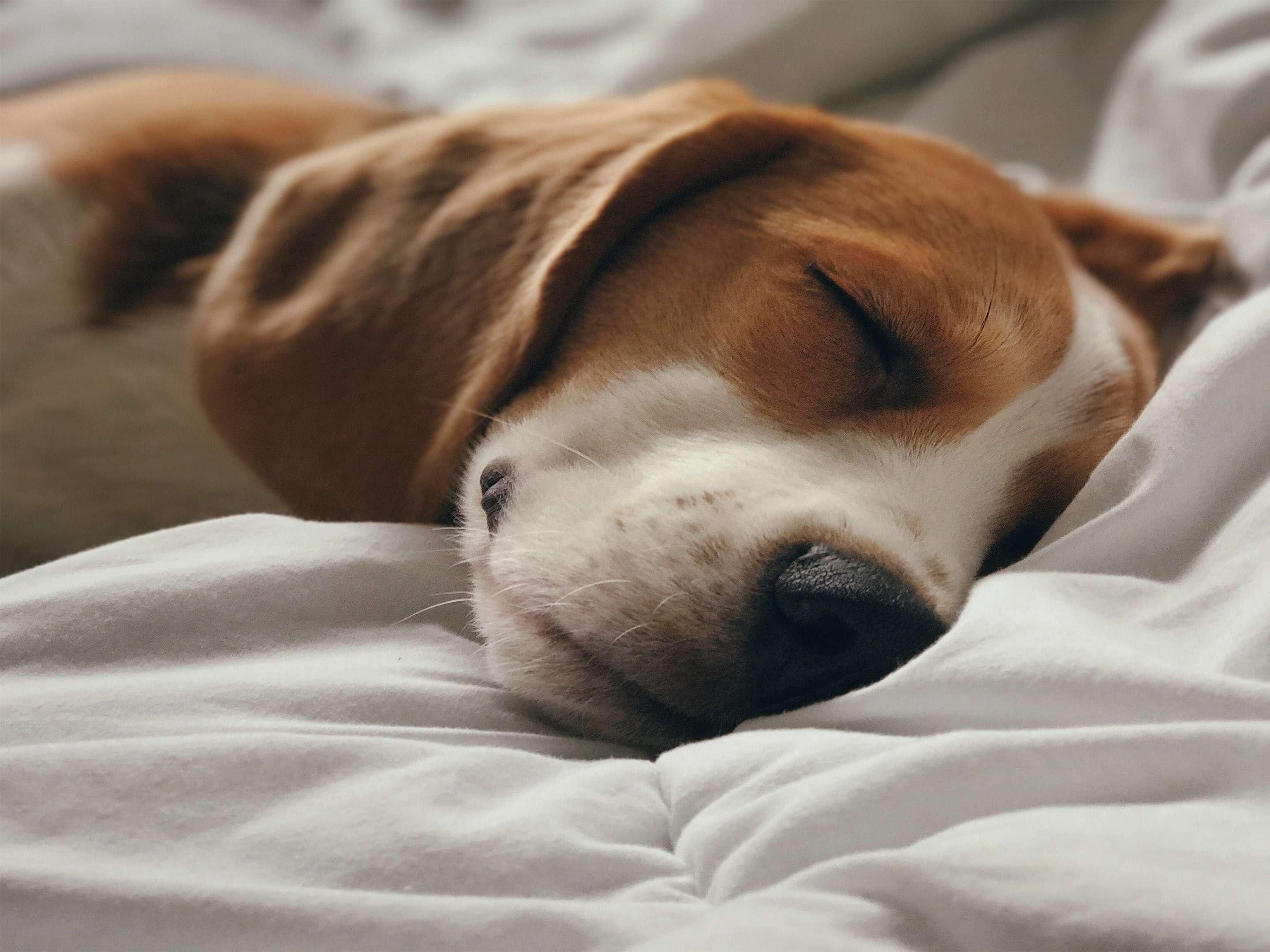 Pets are welcome at our hotel. An additional charge of GBP 30 per pet per stay applies. Please contact the hotel to check availability. Pre booking is essential unless booking our dedicated pet package. 