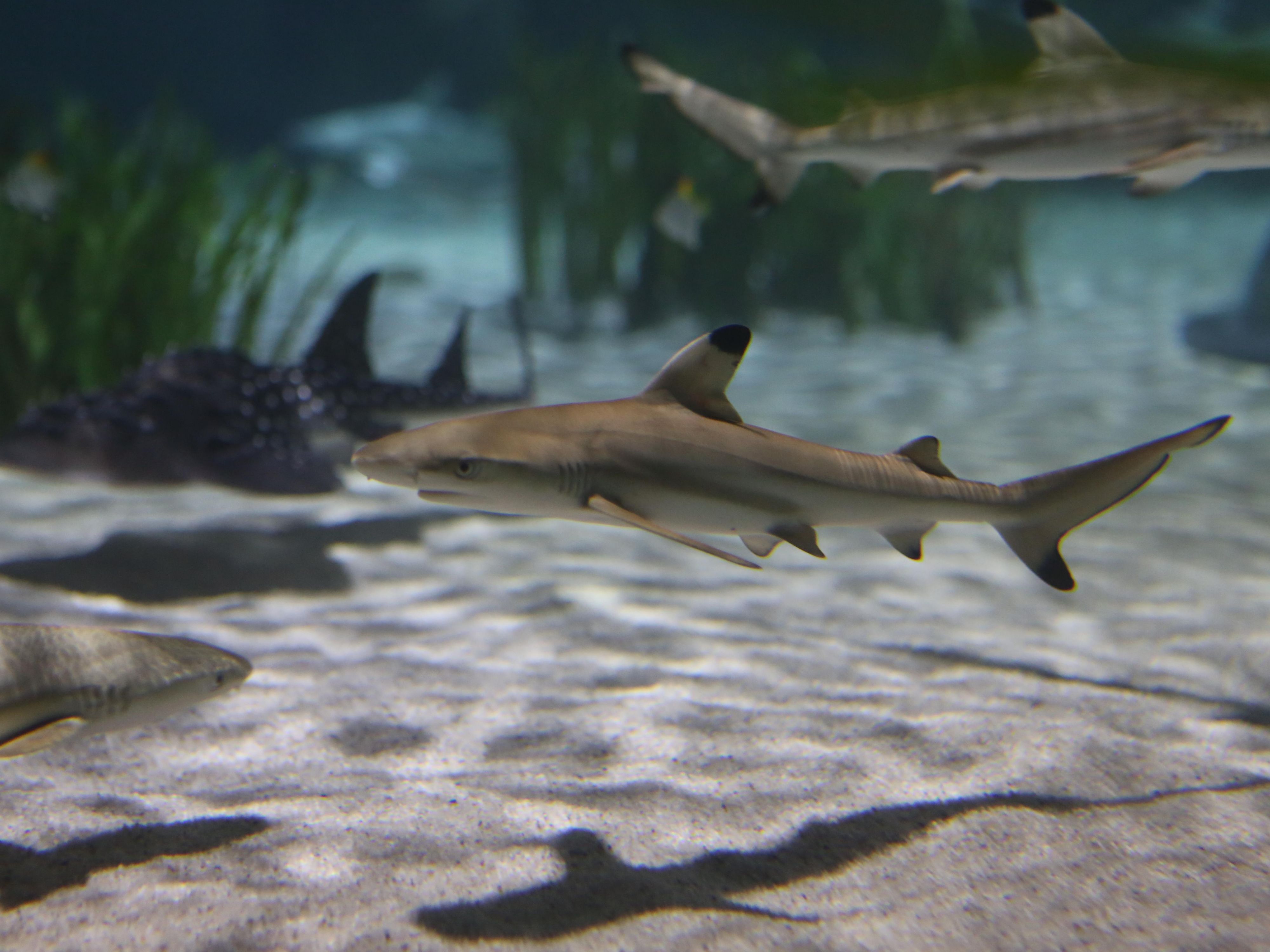 The largest sea life in Germany is located in Oberhausen and is only 5 minutes away, with more than 5,000 sea dwellers in more than 50 specially designed pools and an exhibition area of about 4,000 m².
