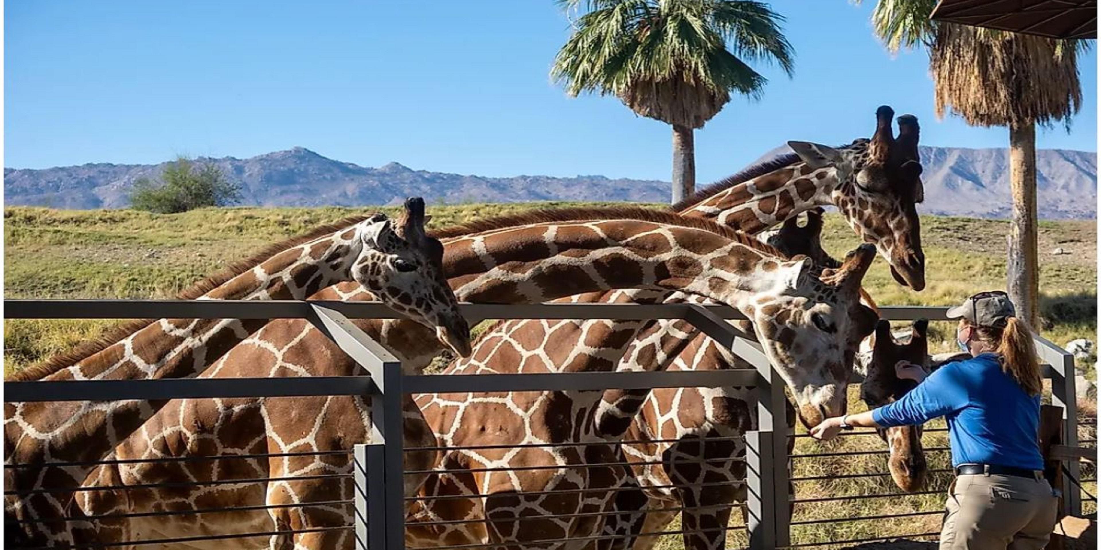 While visiting Palm Desert, take the family to one of the ten best Zoos in the US by Conde Nast Traveler. The Living Desert Zoo & Gardens specializes in the deserts of the world.
