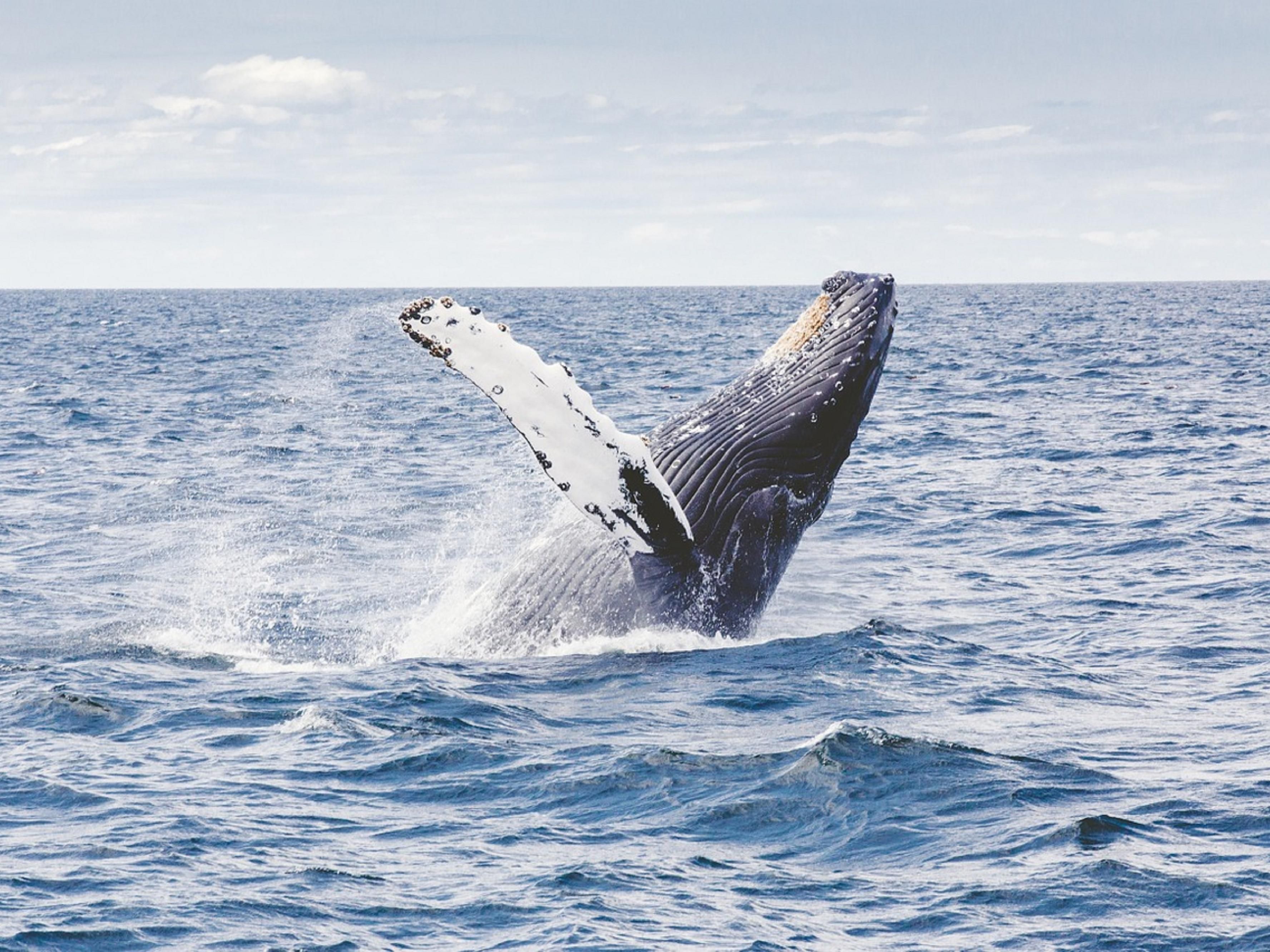 Experience the thrill of whale watching in Plymouth Harbor, just one mile from our hotel. Witness majestic marine mammals up close on an unforgettable tour. Perfect for nature enthusiasts, this adventure offers breathtaking views and a unique opportunity to connect with New England’s incredible wildlife.