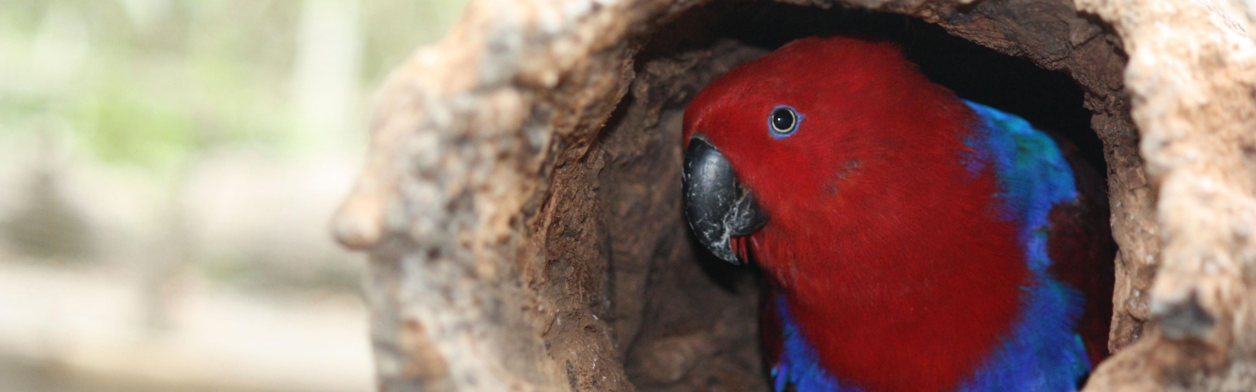 Nature Park- Eclectus Parrot