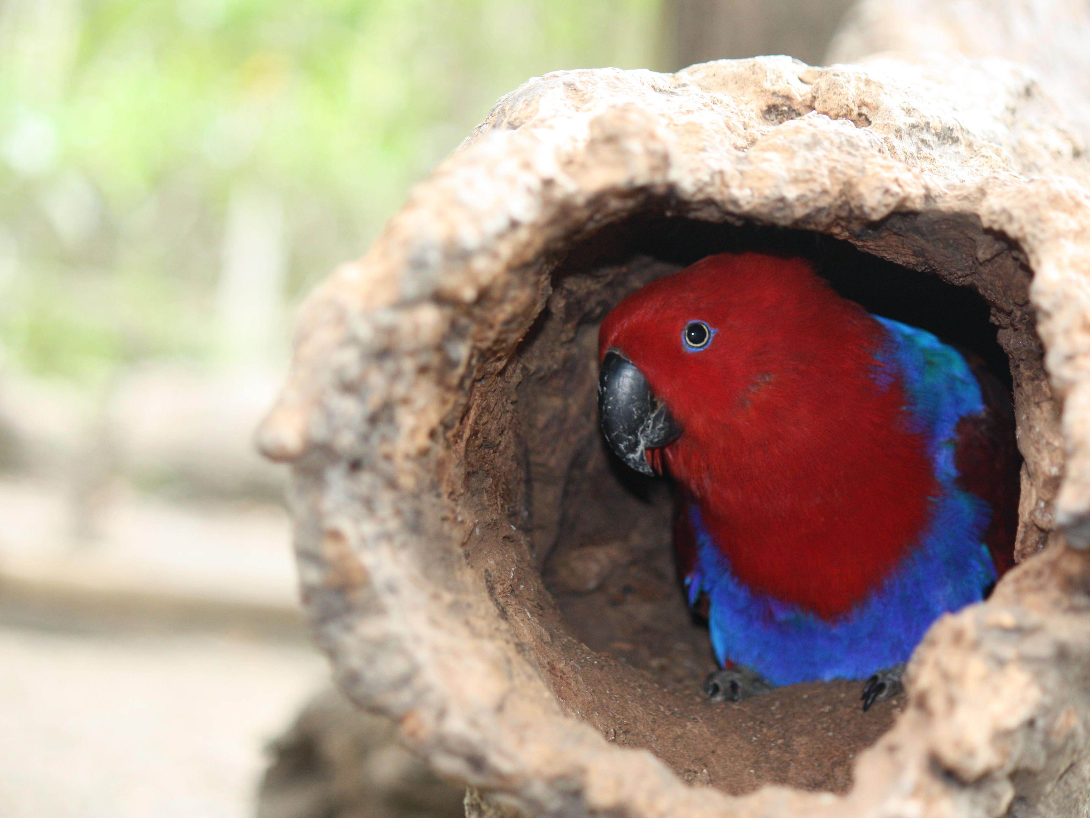 Nature Park- Eclectus Parrot