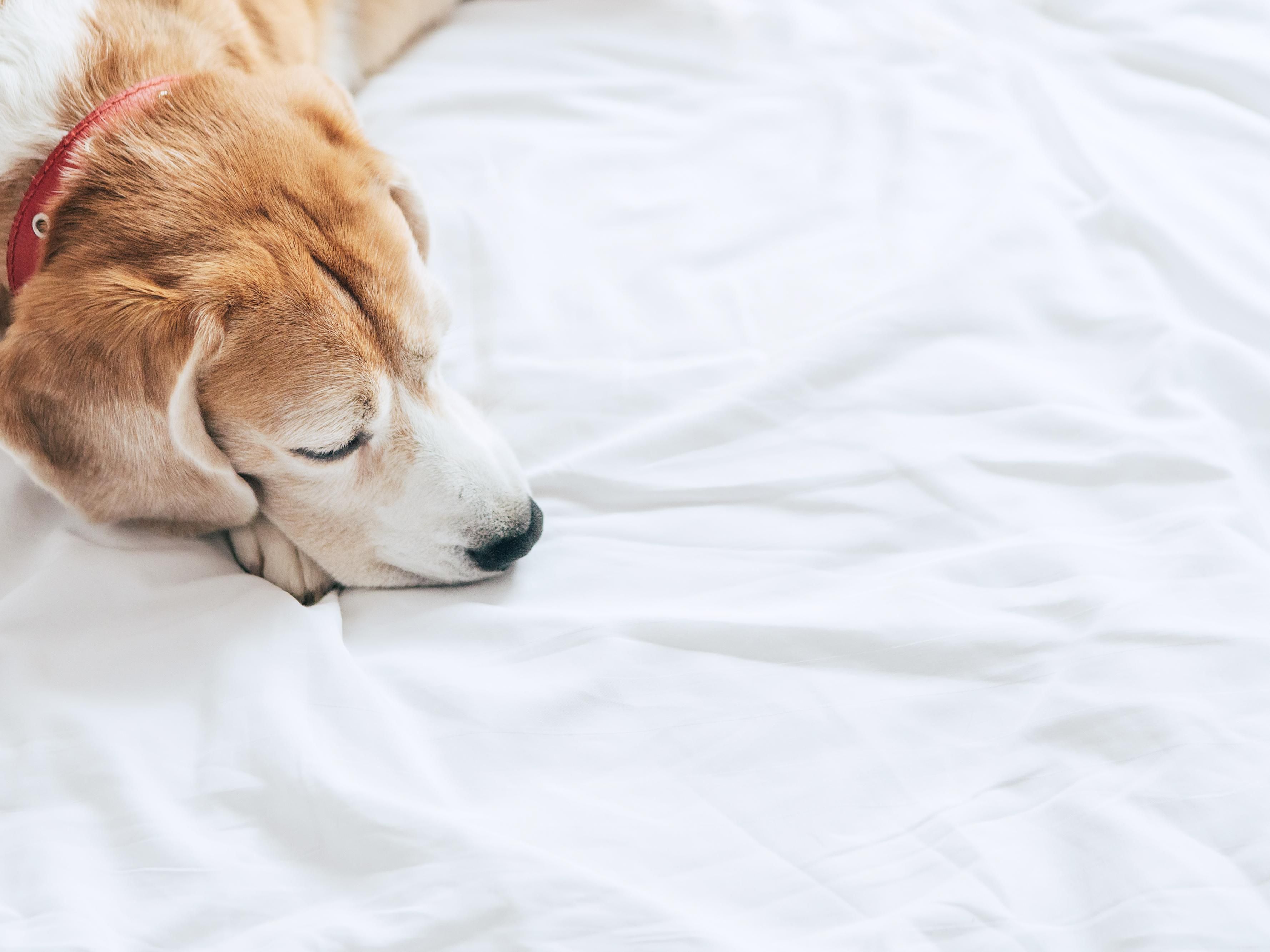 Temos todo o gosto em receber cães até 20 kg por apenas 15 € por noite (limite de um por quarto). Contacte-nos para confirmar a disponibilidade; é necessário pré-reservar. Disponibilizamos cama e taças para água e comida — mas não se esqueça de trazer a comida preferida do seu amigo de quatro patas! Desfrute de uma estadia perfeita, para ambos.