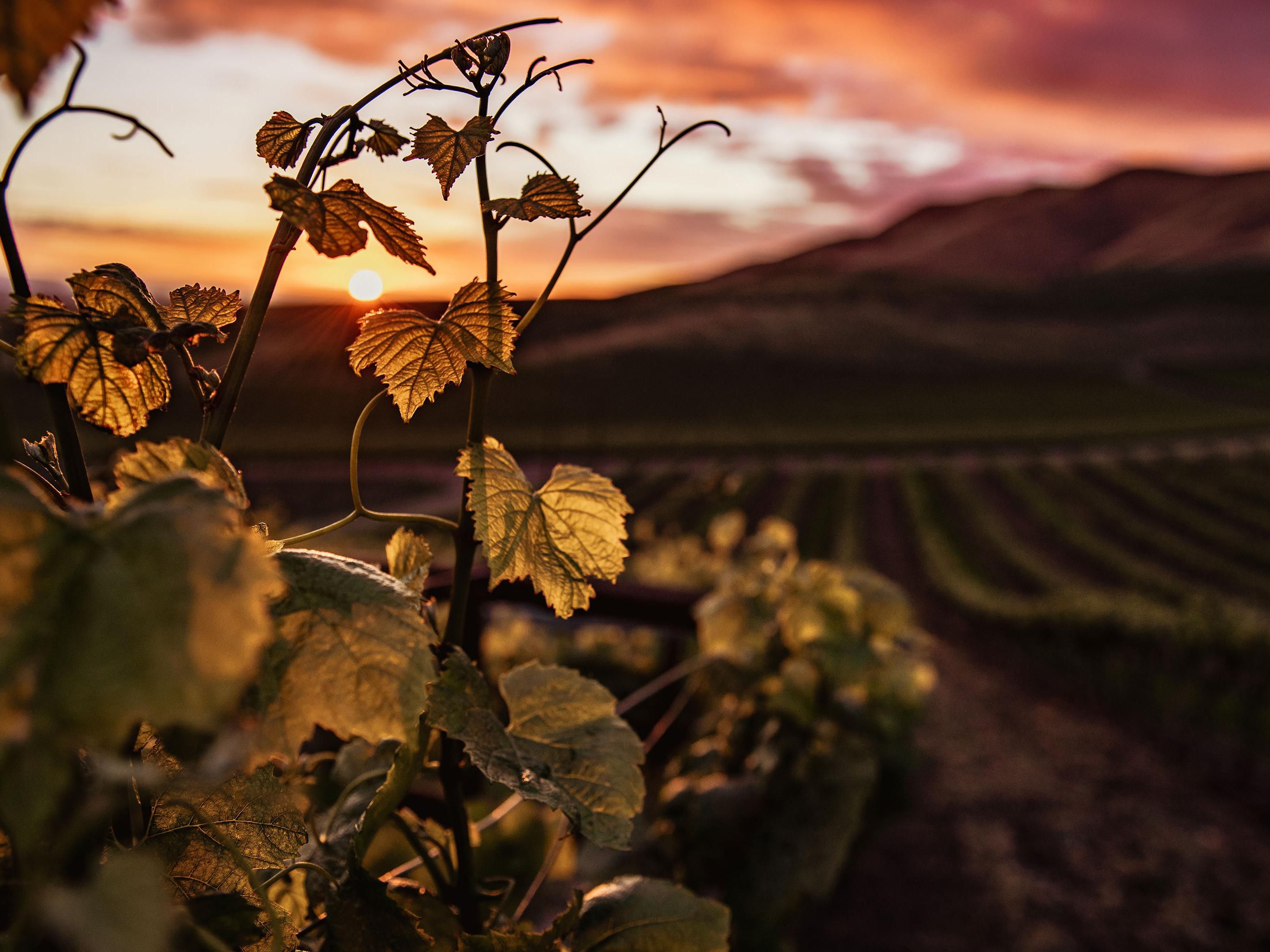 De 28 a 30 de janeiro de 2026, a Exponor recebe a Enotécnica & Olitécnica – Feira para a Enologia, Viticultura e Indústria do Azeite. Um encontro de inovação, conhecimento e negócios que reúne profissionais, empresas e produtores dos setores do vinho e do azeite, reforçando a sua qualidade e competitividade.