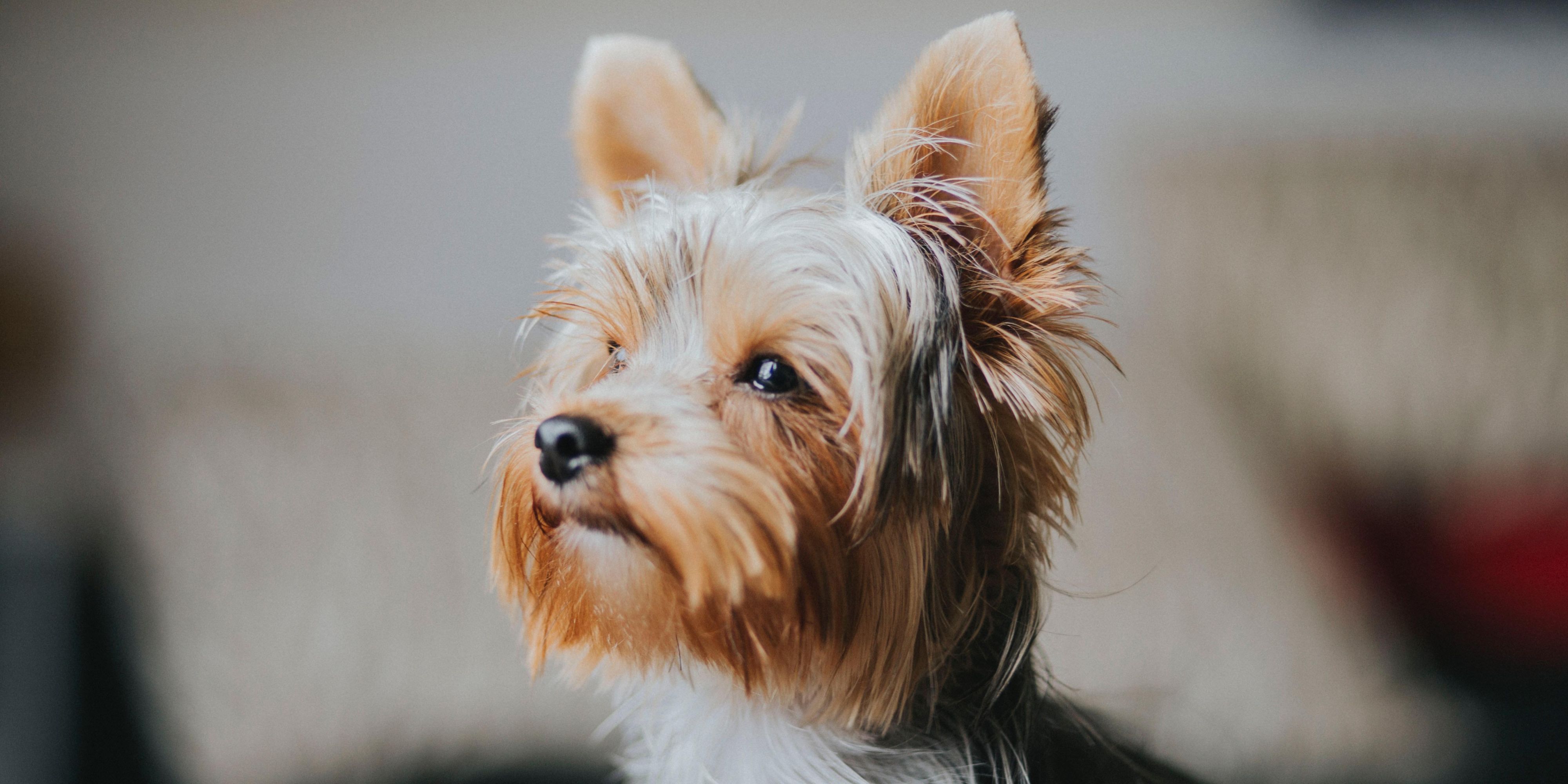 We're happy to welcome well-behaved dogs when you stay with us. For a £20 per pet per night fee, your prized pooch can join you on your travels.